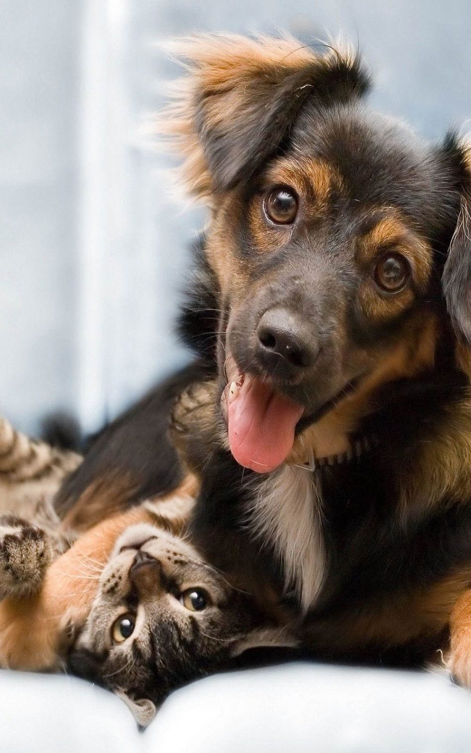 Happy Cat Dog Playing Hd Mobile Wallpaper - Buon Anno 2020 Cani Gatti - HD Wallpaper 