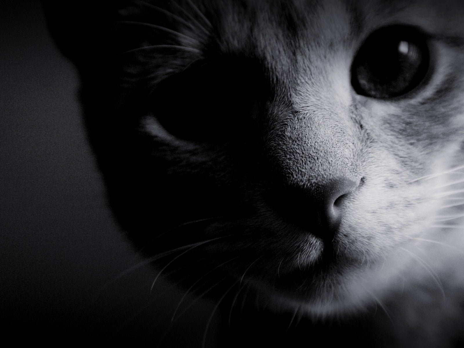 Cat Wallpapers Black And White - HD Wallpaper 