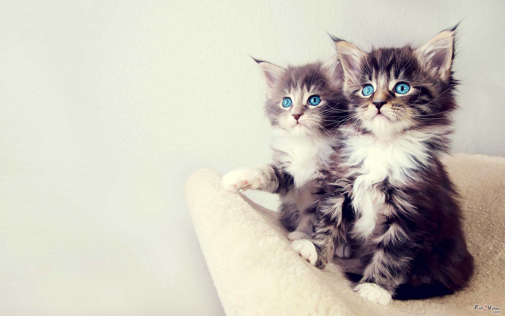 Beautiful Cute Cats Wallpapers Hd Pictures Live Hd - Cute Cats Images Hd - HD Wallpaper 