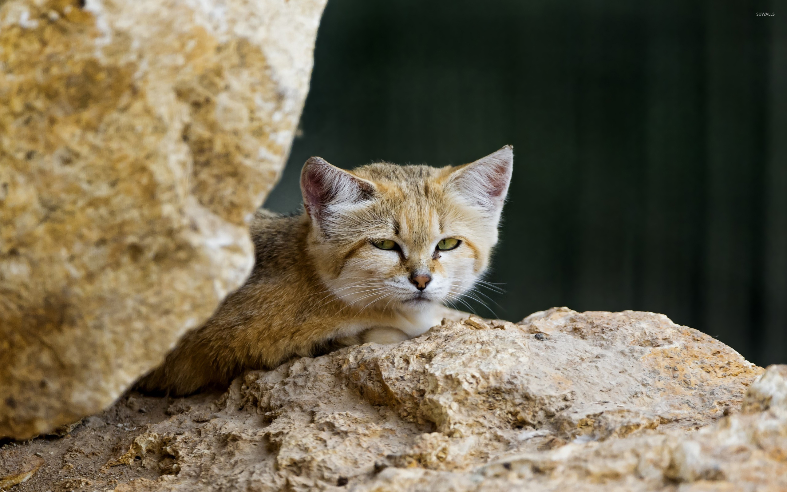 Sand Cat - HD Wallpaper 