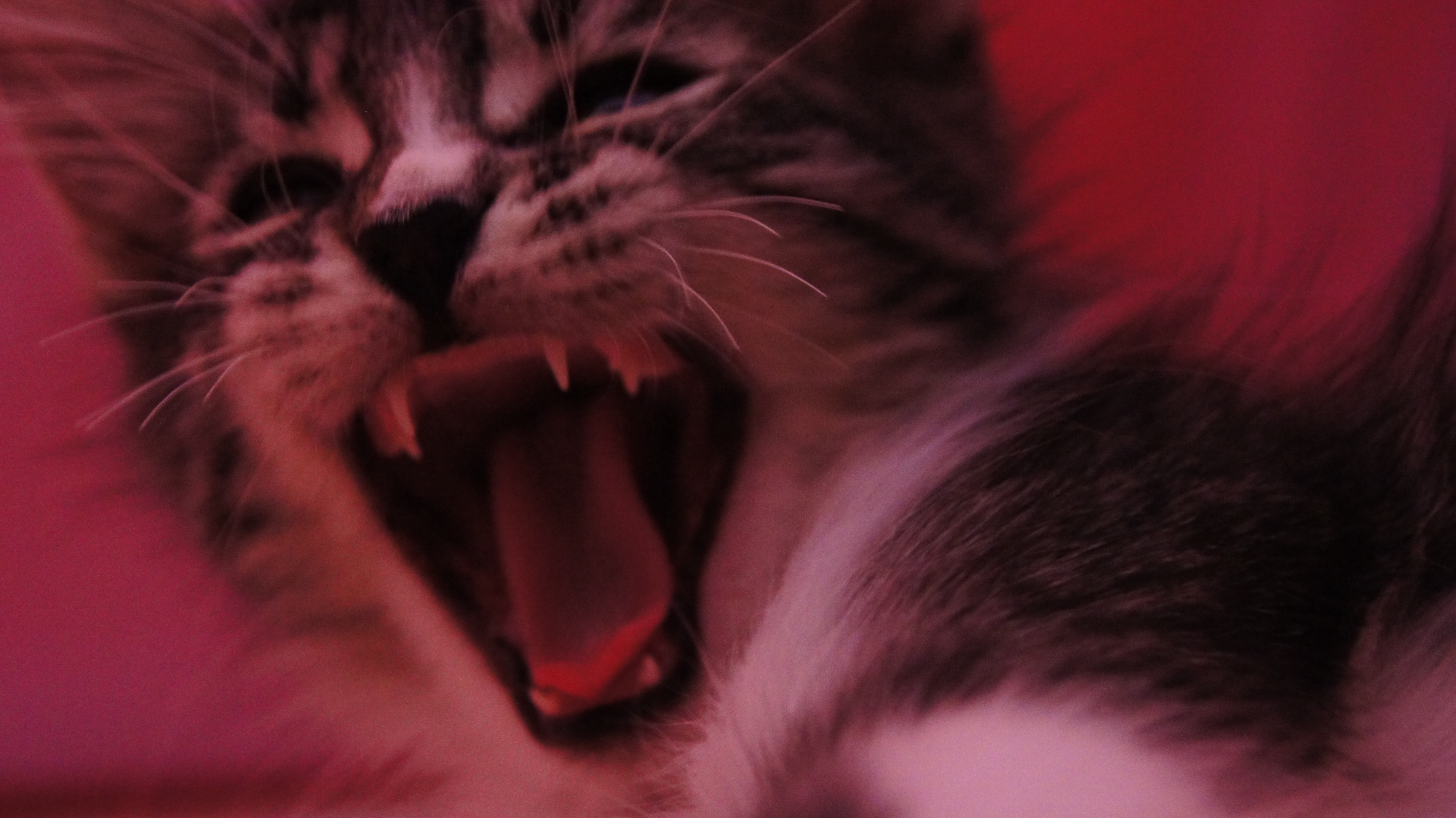 Cat Yawns - HD Wallpaper 