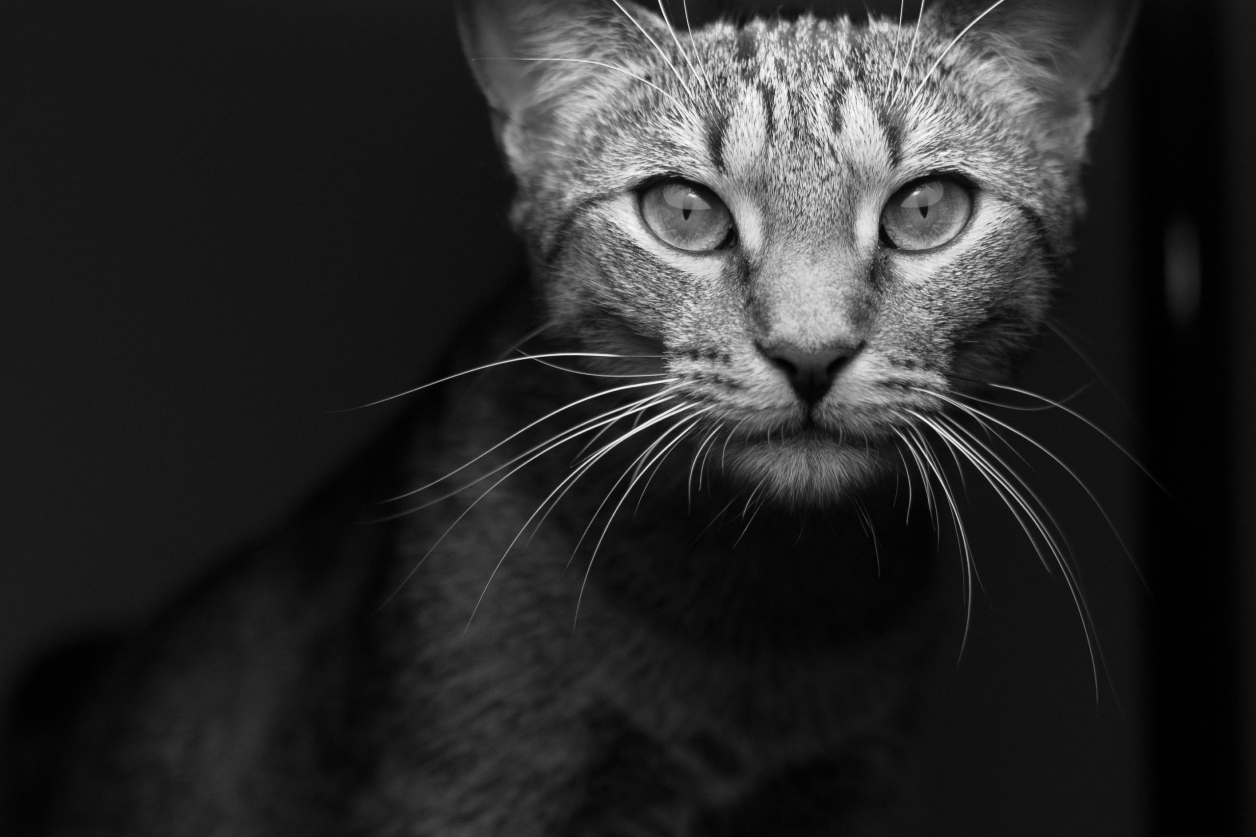 Background Wallpaper Cat Pet Feline Face White Black - Black And White Photo Of A Cat - HD Wallpaper 