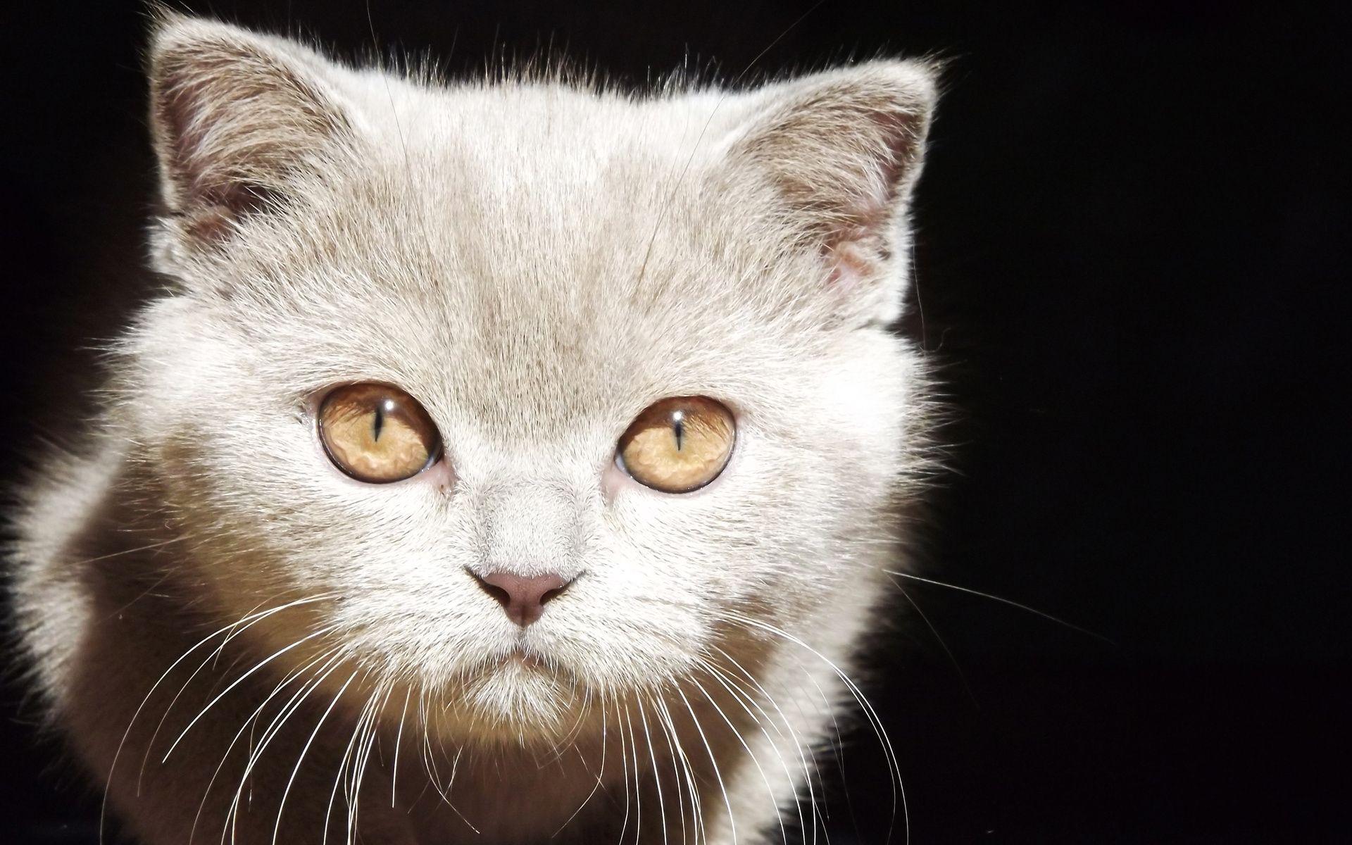 British Shorthair - HD Wallpaper 