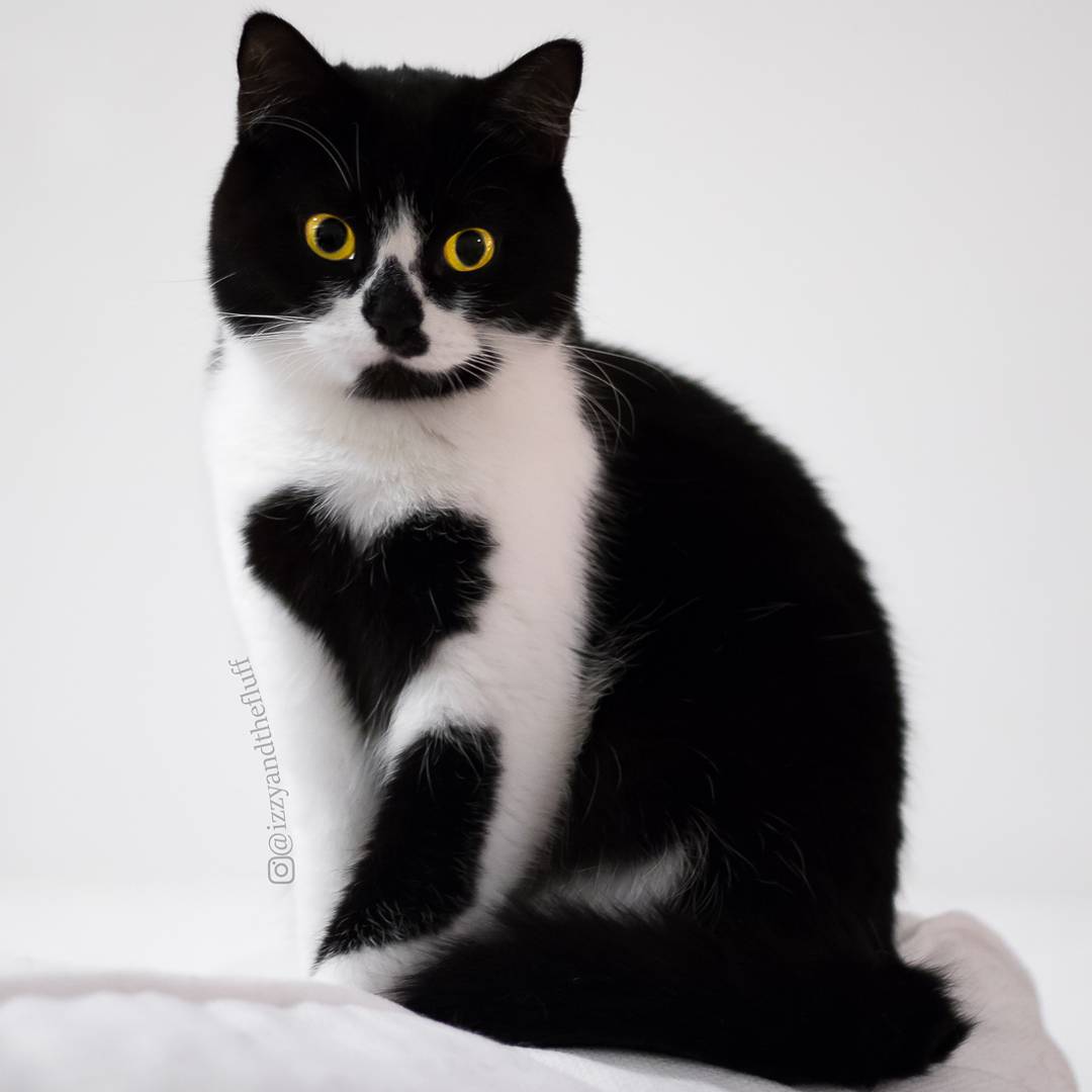 British Shorthair Black And White Cats - HD Wallpaper 