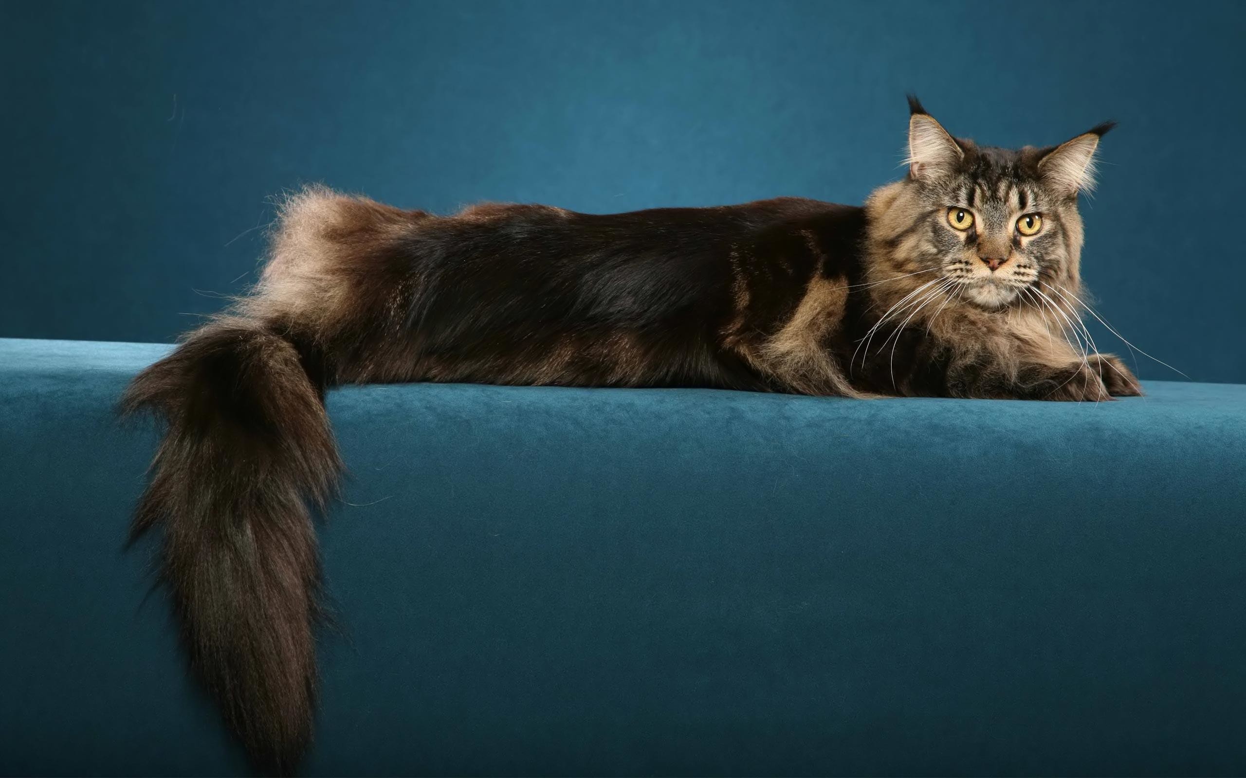 2560x1600, Maine Coon Cats Wallpapers - Maine Coon Cat Desktop Background - HD Wallpaper 