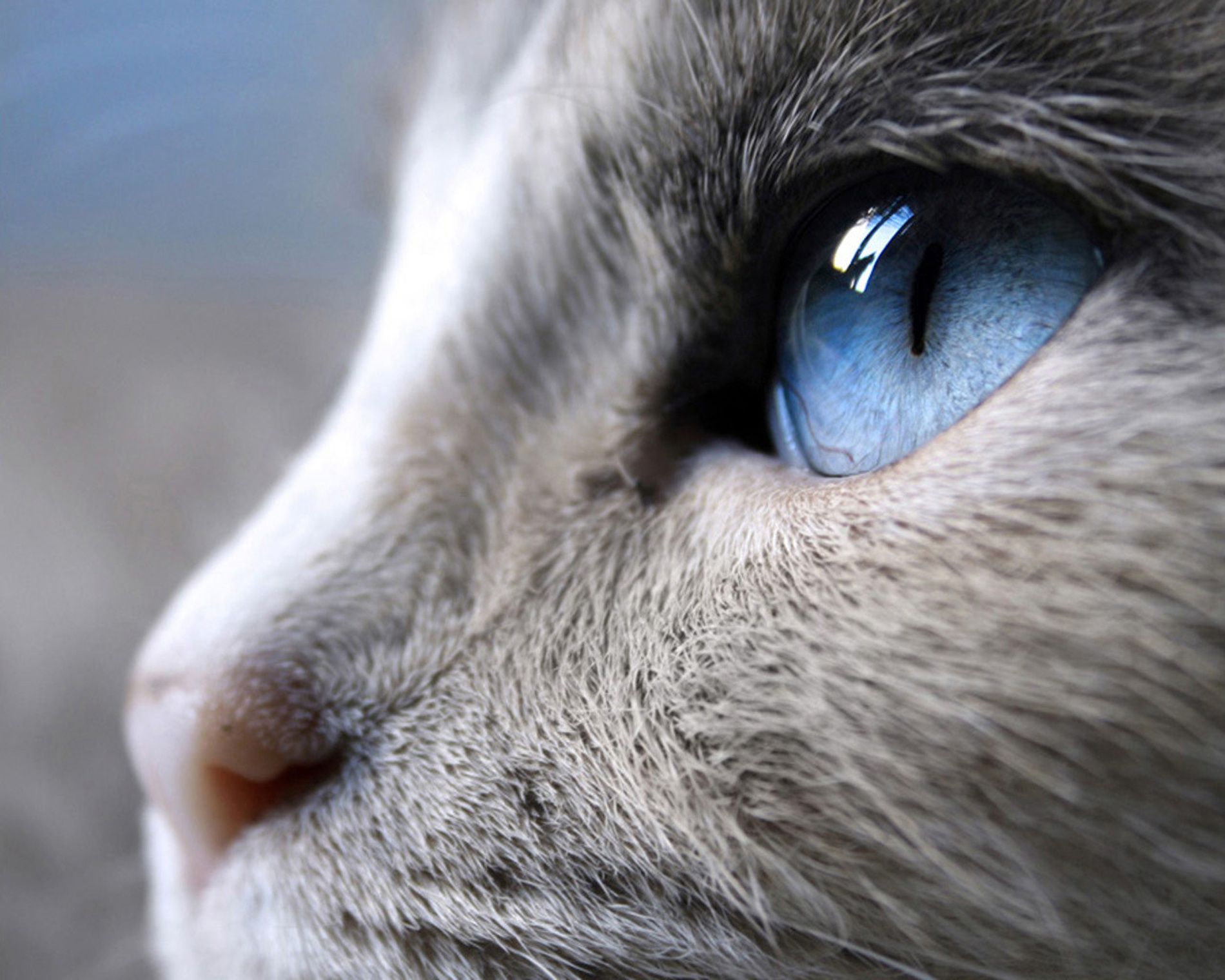 Cat Face Hd Wallpapers - Blue Grey Cat With Blue Eyes - 1900x1520 Wallpaper  