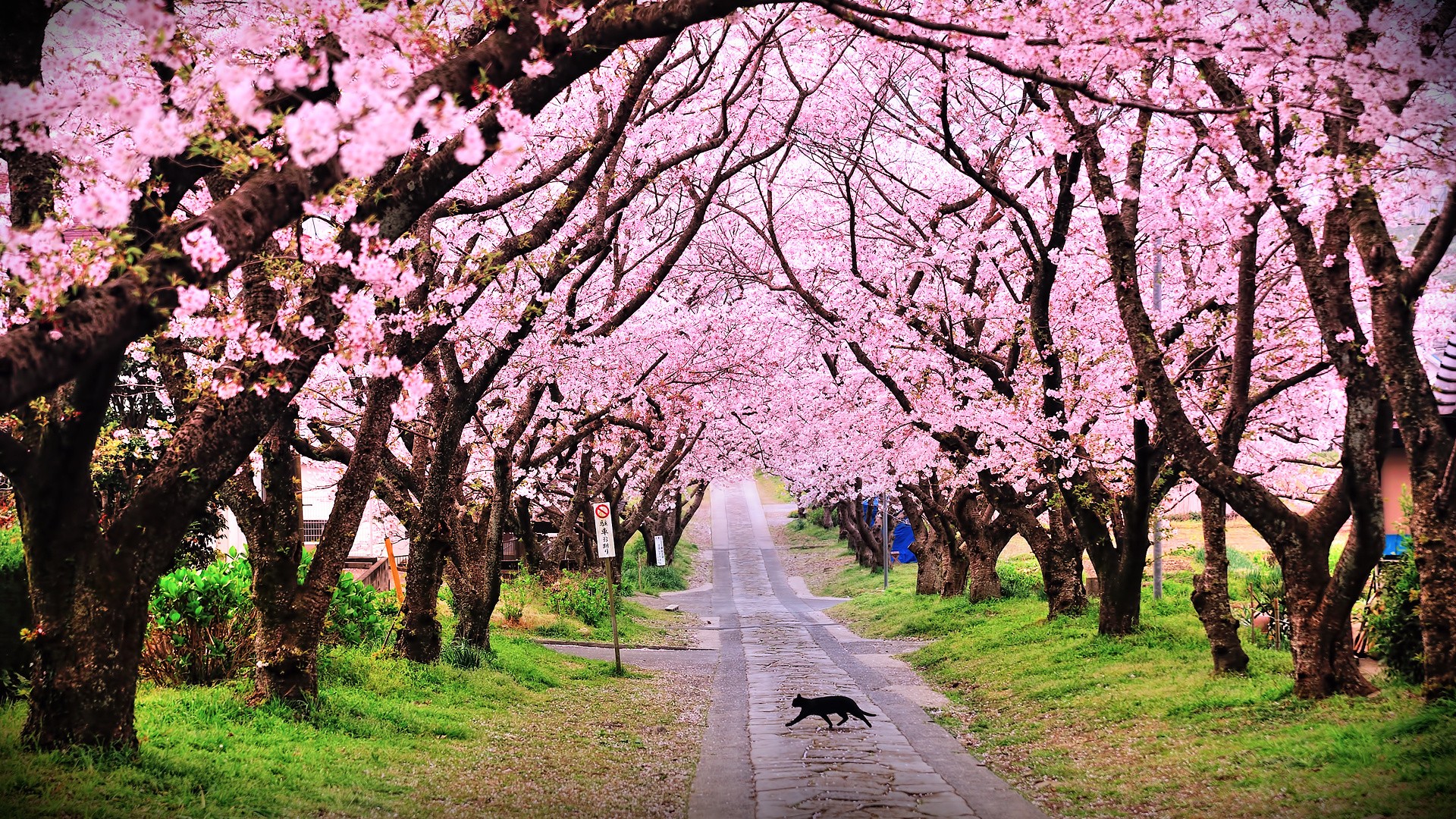 Cherry Blossom Festival Meghalaya - HD Wallpaper 