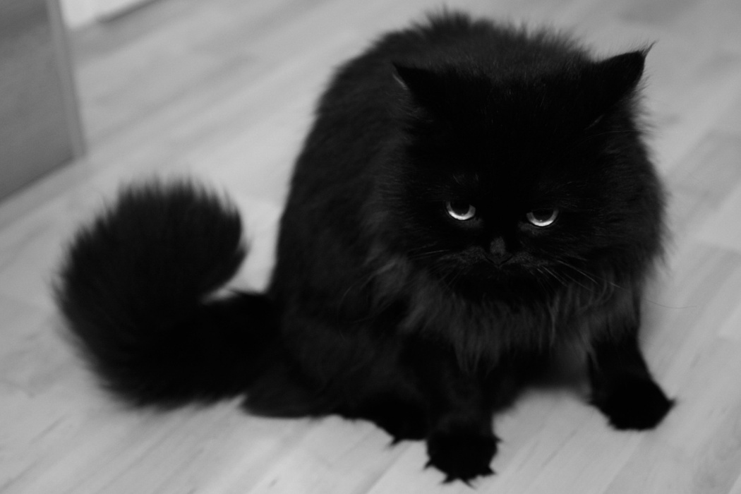 Dark Black Cat - Cat - HD Wallpaper 