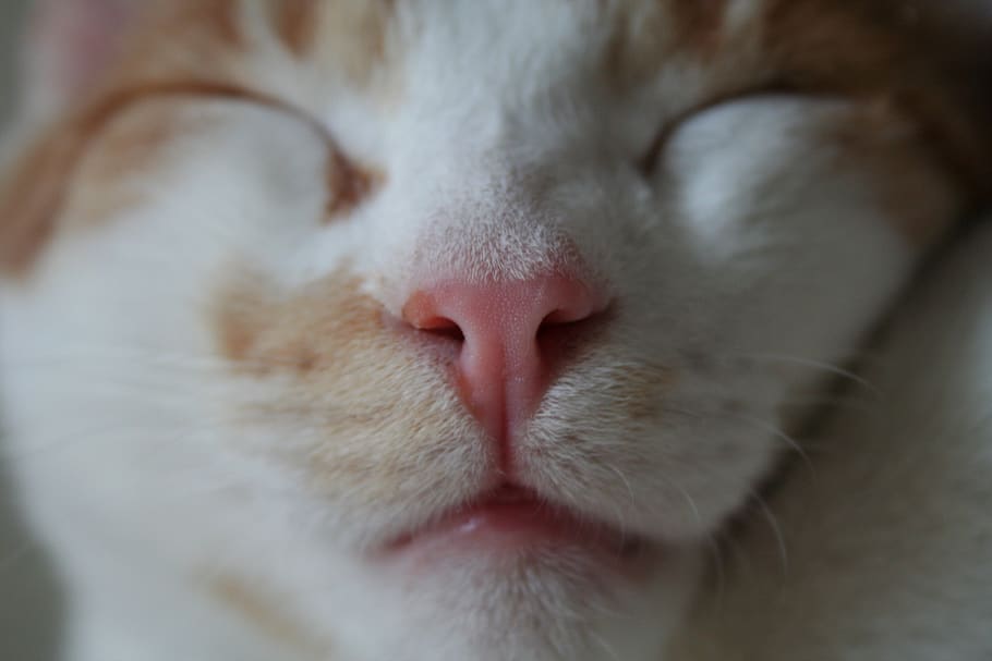 Cat, Frontal, Face, White, Red, Reddish, Mackerel, - Cat Yawns - HD Wallpaper 