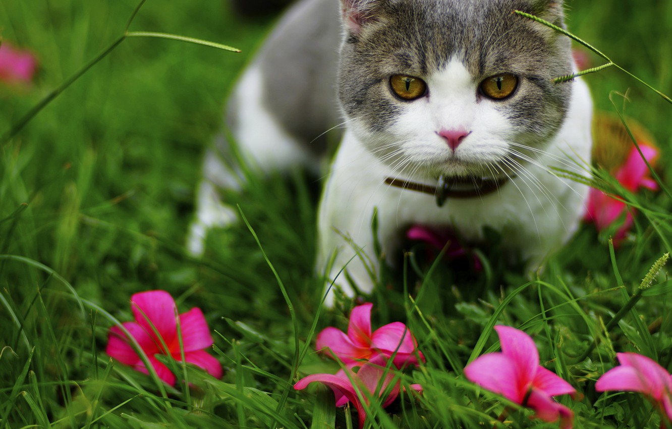 Photo Wallpaper Cat, Grass, Cat, Flowers, Nature, Kitty, - القط البريطاني ابيض ورمادي - HD Wallpaper 