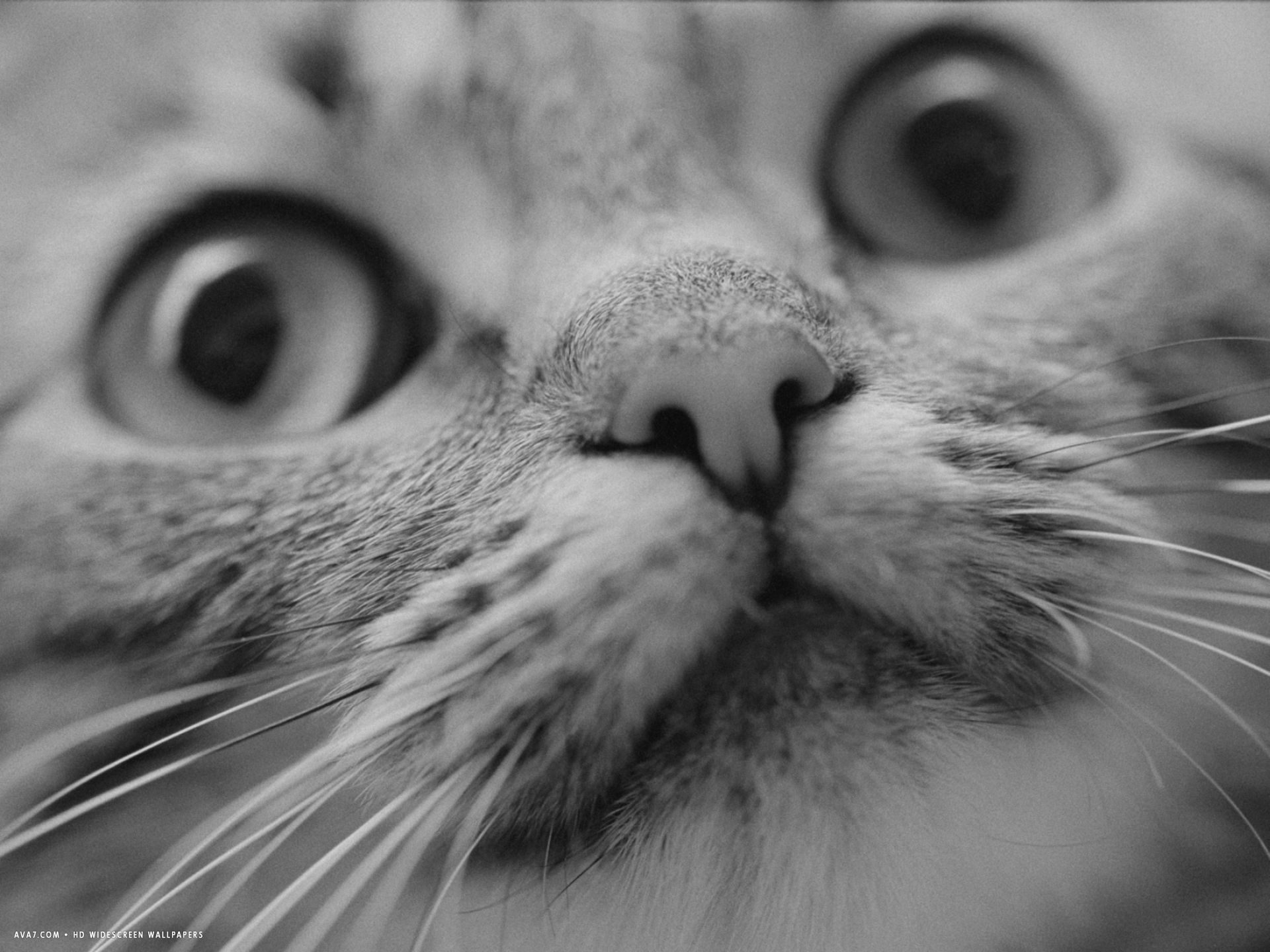 Close Up Of Cats Face Hd Wallpaper - HD Wallpaper 