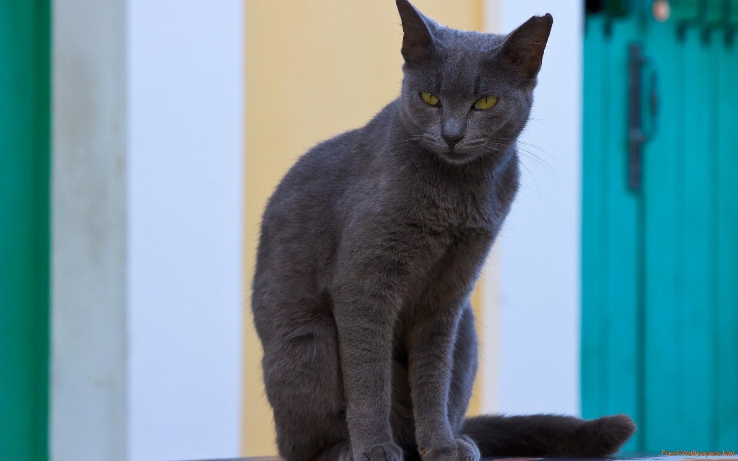 Dark Gray Cat 2560x1600 Wallpaper teahub.io