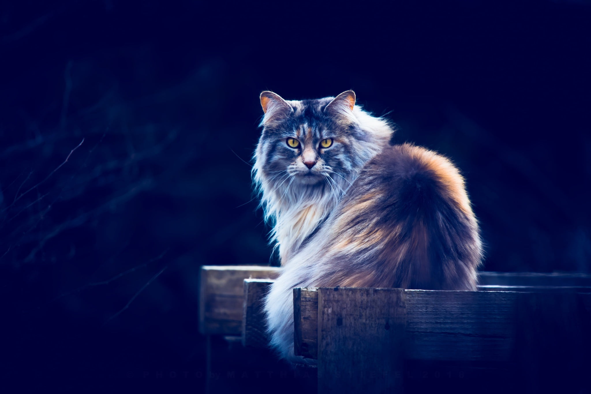 Cat Wallpaper Blue Background - HD Wallpaper 
