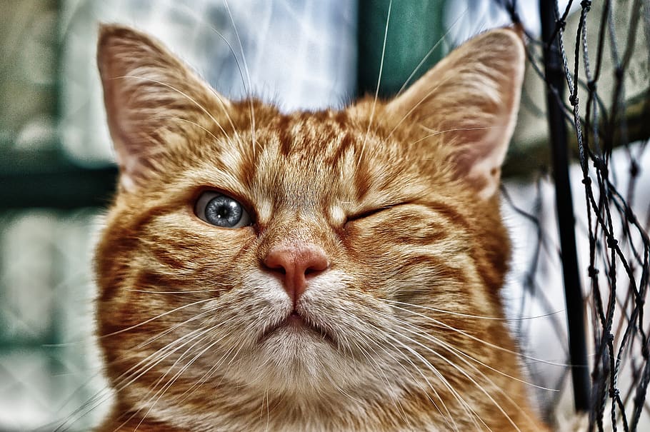 Wink, Funny, Cat, Mackerel, Red, Pet, Domestic Cat, - Cat Winking - HD Wallpaper 