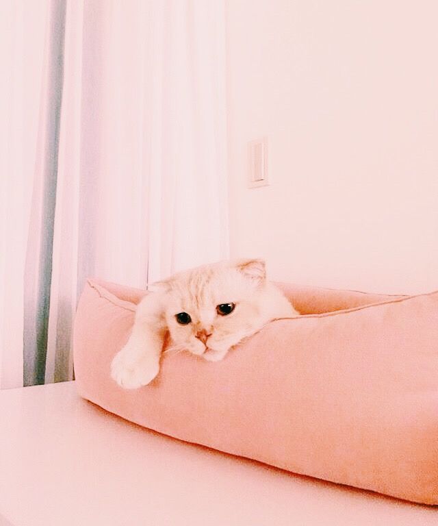 Aesthetic Pink Cat - HD Wallpaper 