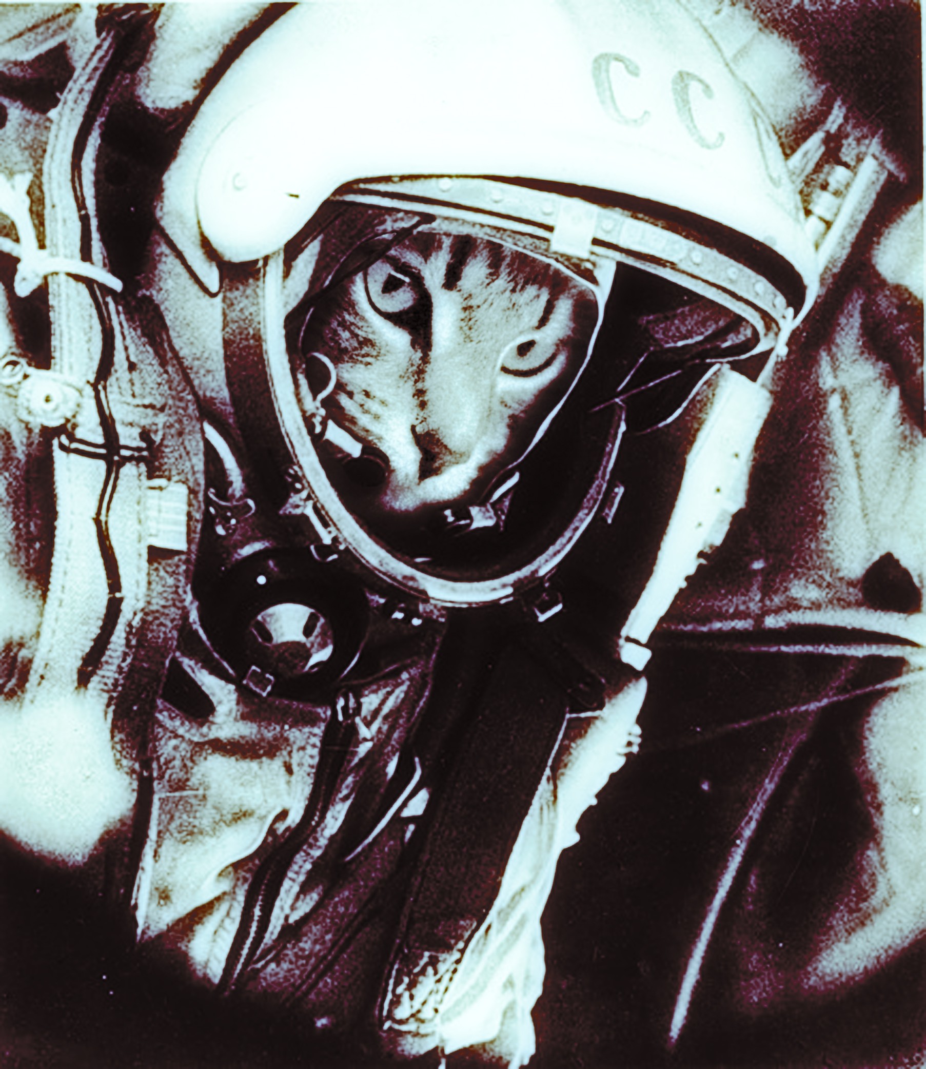 Wallpaper - Cosmonaut Cat - HD Wallpaper 
