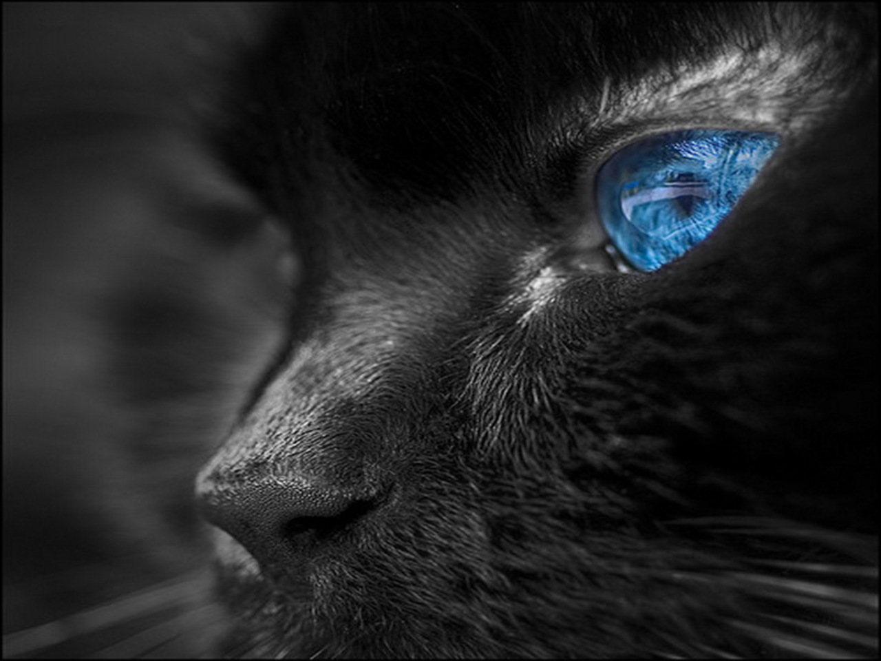 Blue Eyes - Black Cat With Blue Eyes - HD Wallpaper 