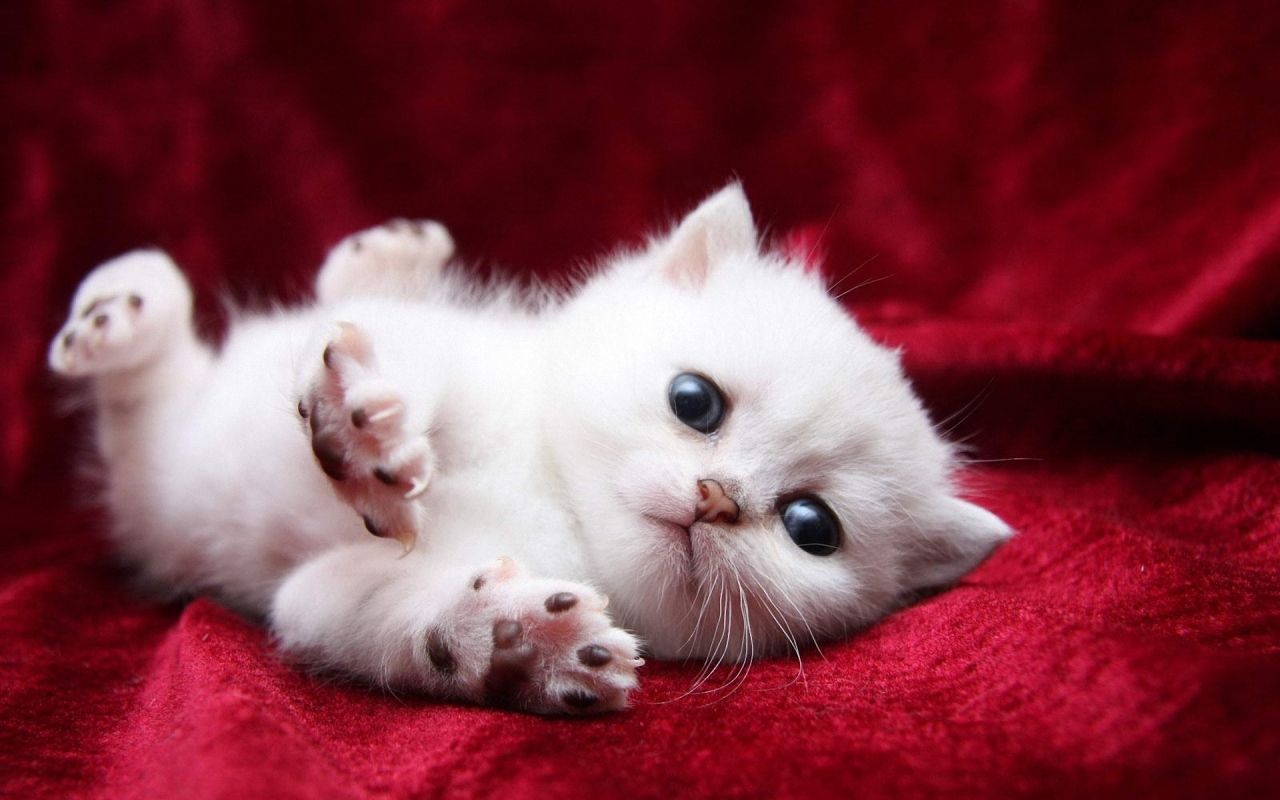 Funny Kitten Wallpaper Wallpaper Free Download - Cute Kittens - HD Wallpaper 
