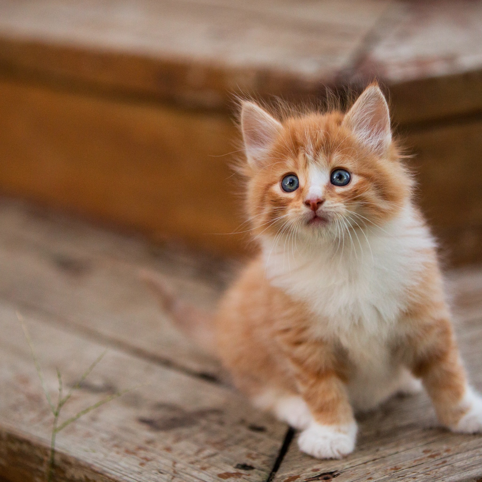 Kitten Wallpapers For Chromebook - HD Wallpaper 