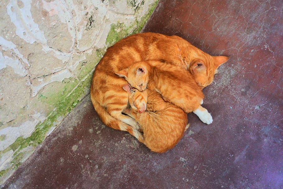 Cat, Zanzibar, Cats, Kitten, Kittens, Striped Cat, - Cat - HD Wallpaper 
