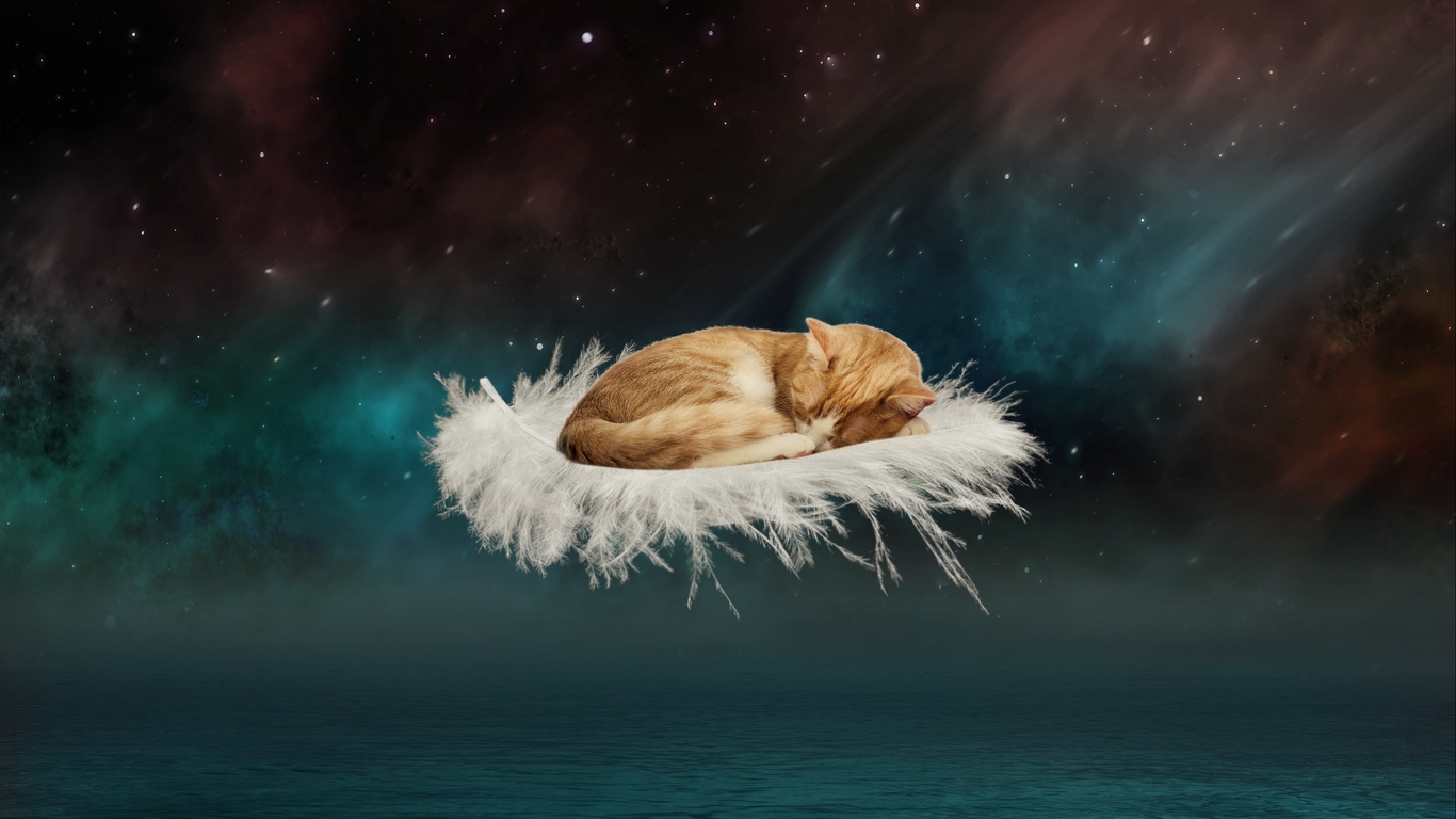 Wallpaper Cat, Photoshop, Feather, Flight, Fantasy - Space Fantasy - HD Wallpaper 