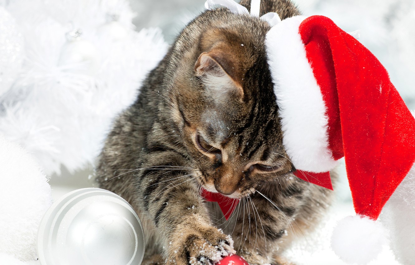 Photo Wallpaper Winter, Cat, Snow, Hat, Christmas, - Cat Christmas Snow - HD Wallpaper 