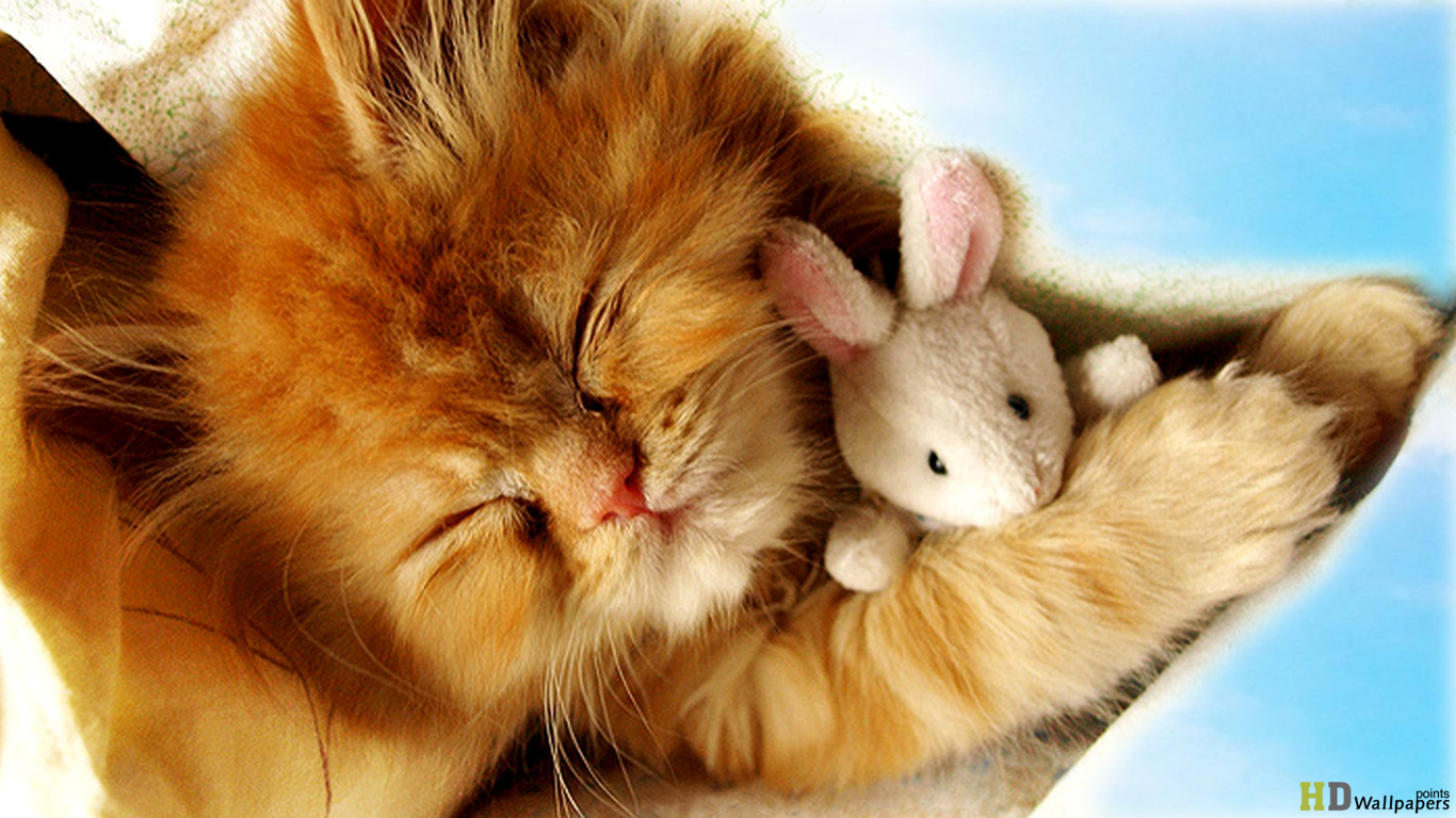 Adorable Sleeping Baby Kittens - HD Wallpaper 