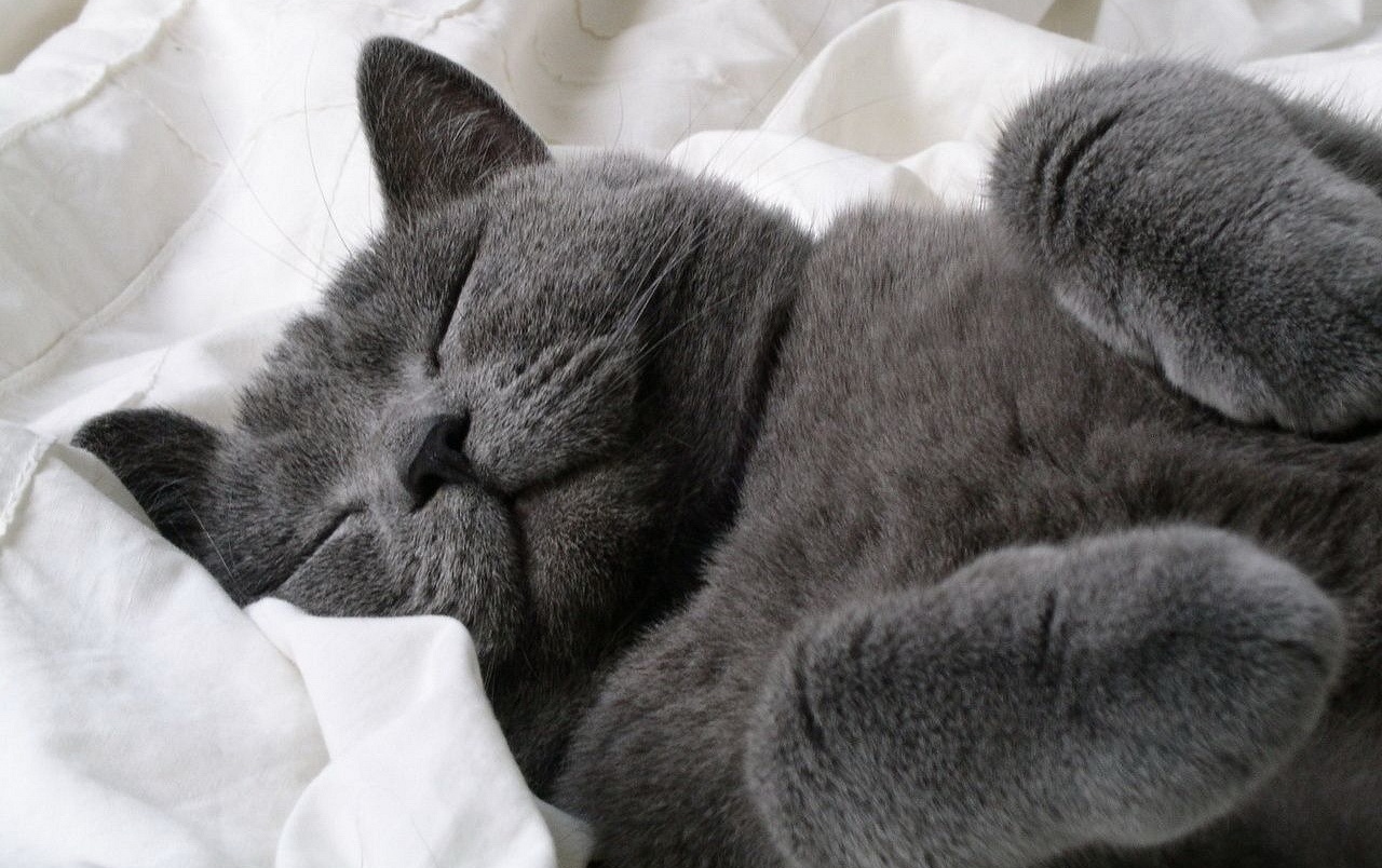 Sleeping Cat Wallpapers - Grey Cat Sleeping - HD Wallpaper 