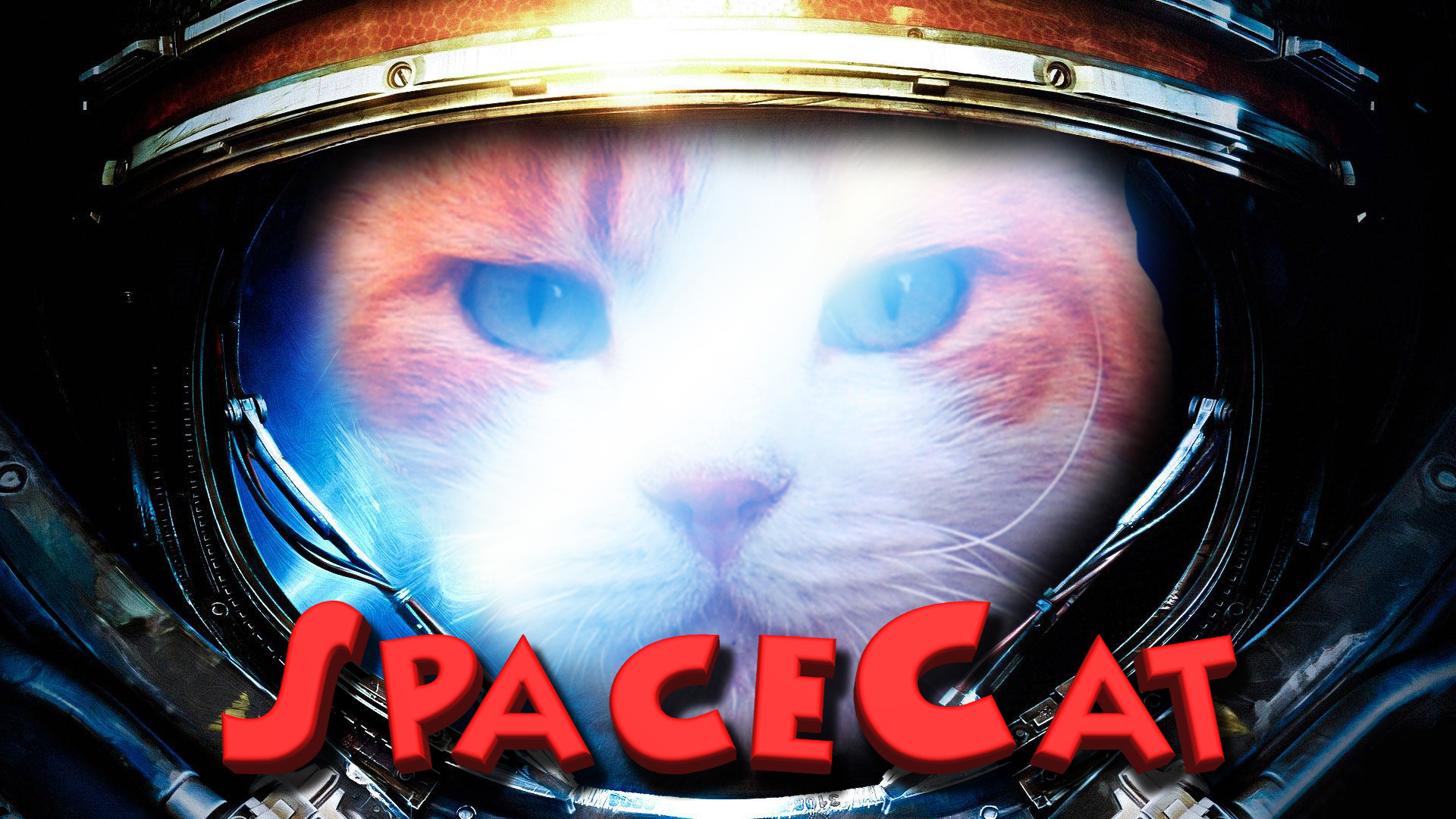 Space Cat Wallpaper - HD Wallpaper 