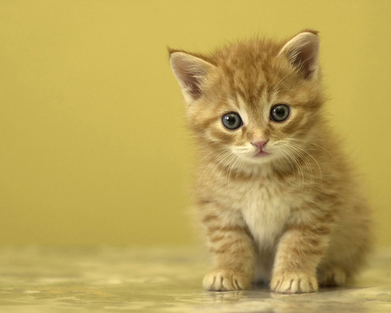 Little Cute Kitten - HD Wallpaper 