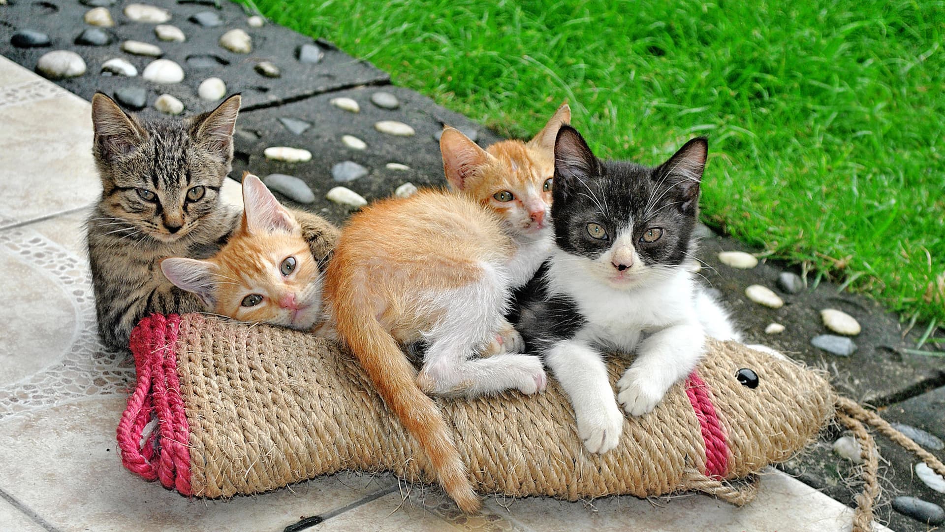 Funny Cats Kittens Wallpaper For Desktop - Kitten - HD Wallpaper 