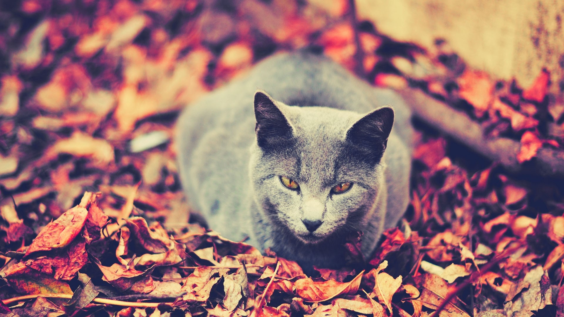 Wallpaper Cat, Leaves, Sit, Dark, Autumn - Autumn Cat Wallpaper Hd - HD Wallpaper 