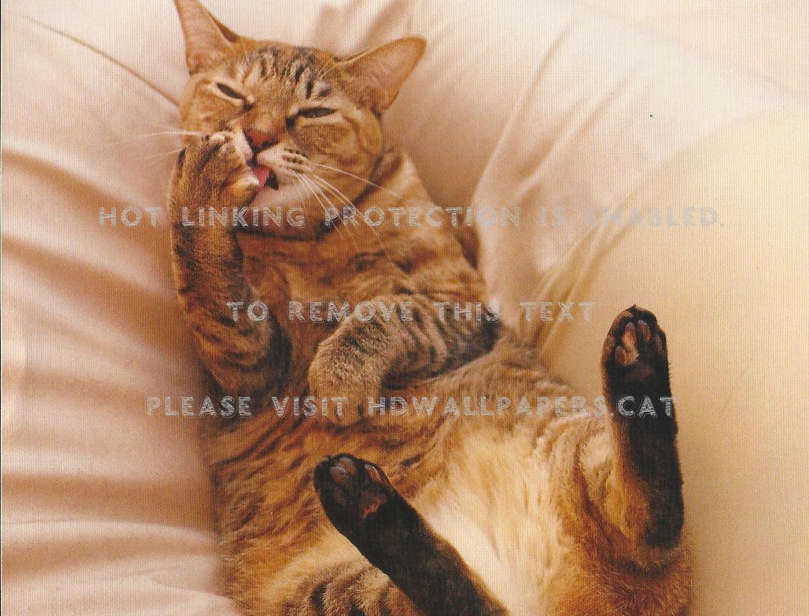 Cat Paws Cute Napping Animals - 体 に フィット する ソファ - HD Wallpaper 