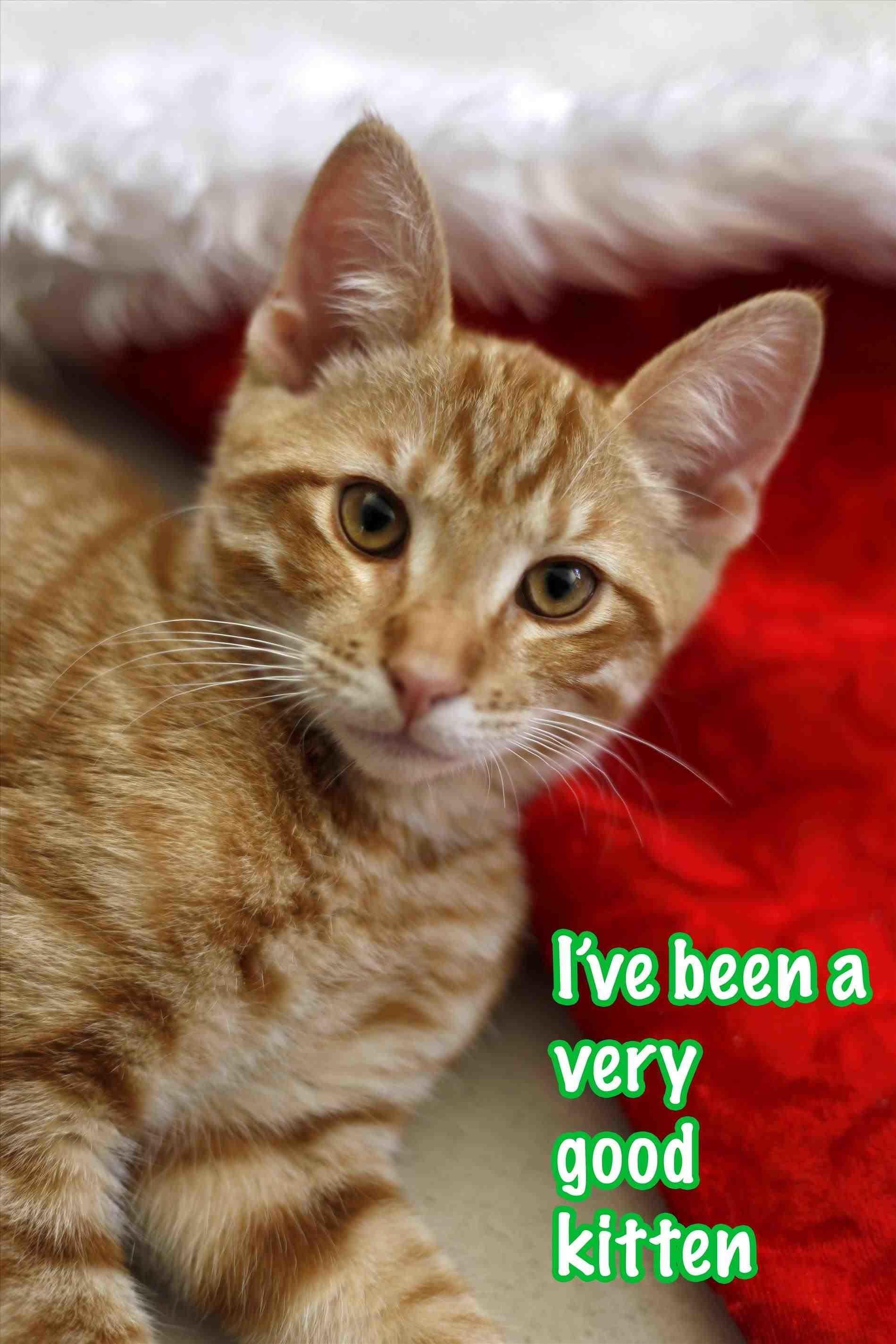 Funny Kitten Wallpaper Hd - Christmas Cat Ginger Cat - HD Wallpaper 