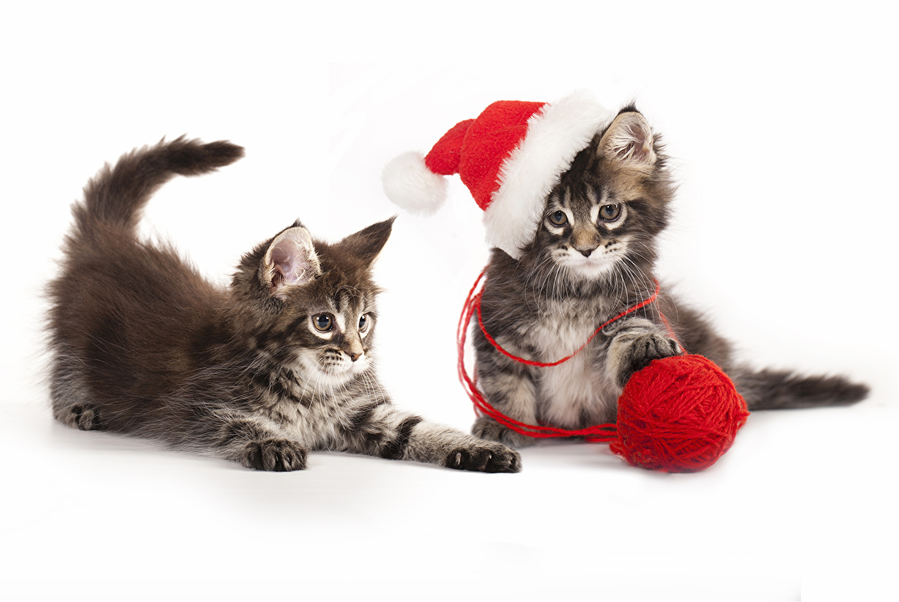 Cats Christmas White Background - HD Wallpaper 