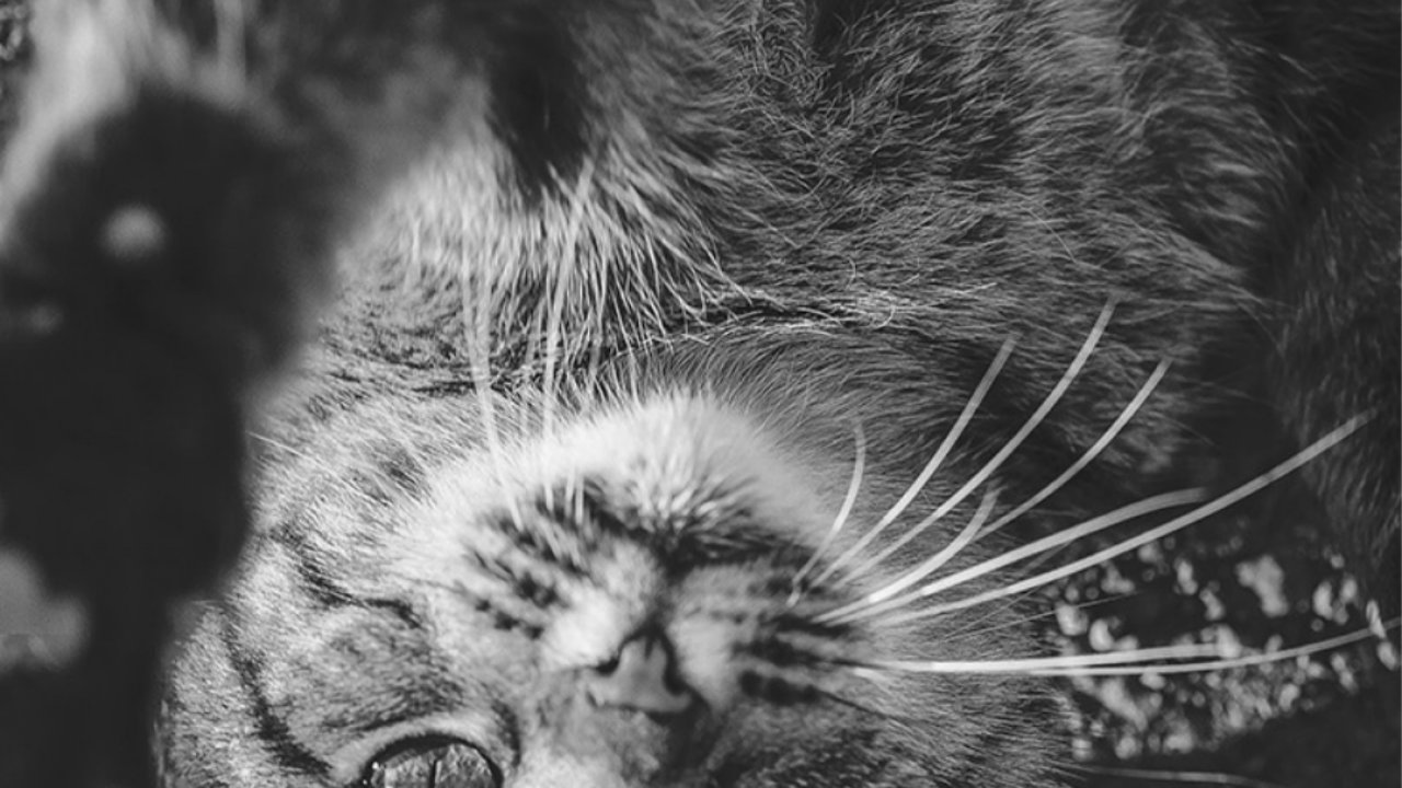 Animals Nature Iphone - HD Wallpaper 