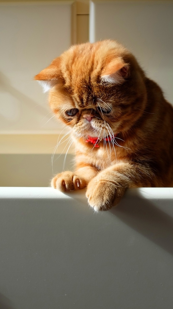 Cat, Paws, Mustache, Red, Chest, Cat Photo - Üzgün Kediler - HD Wallpaper 