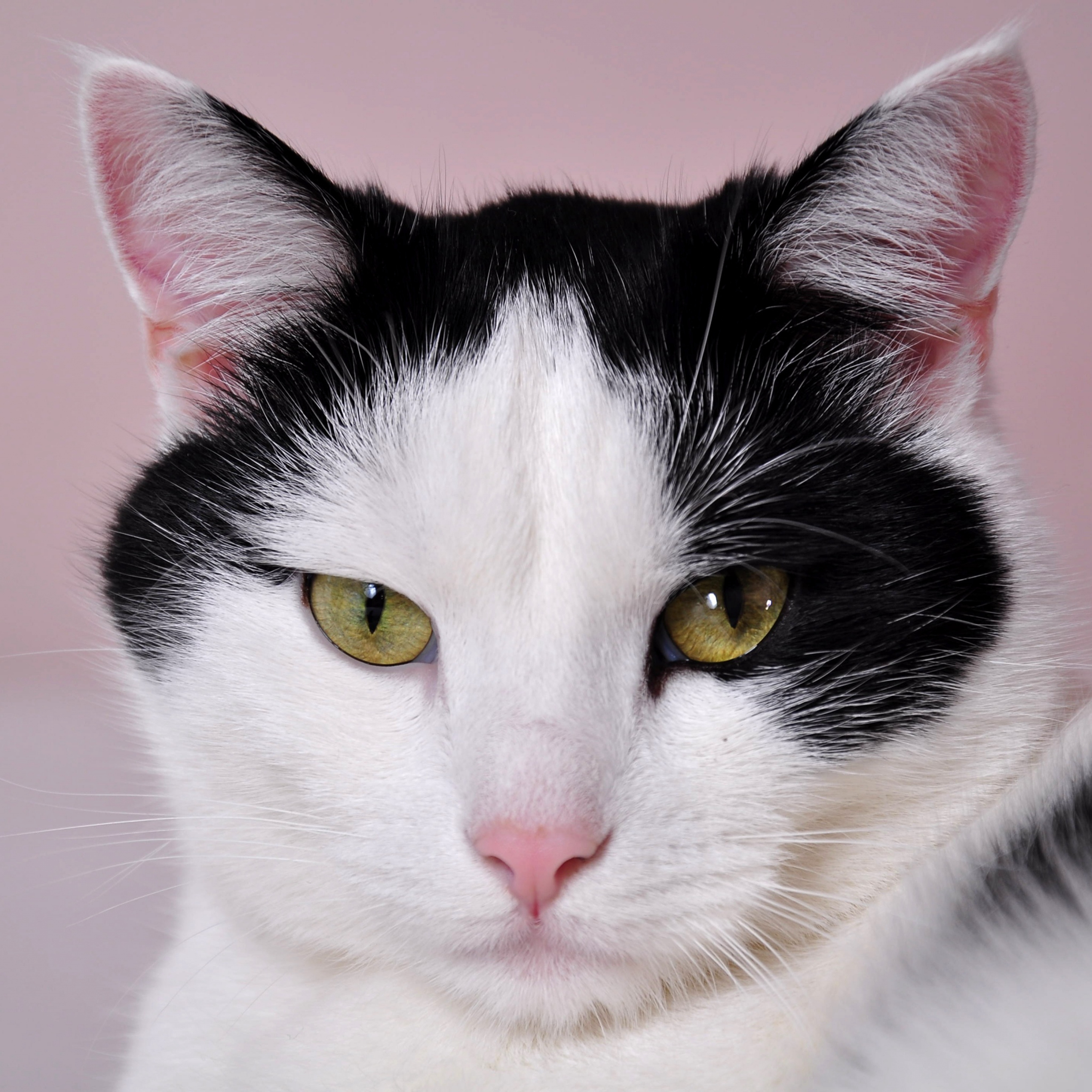 Cat - HD Wallpaper 