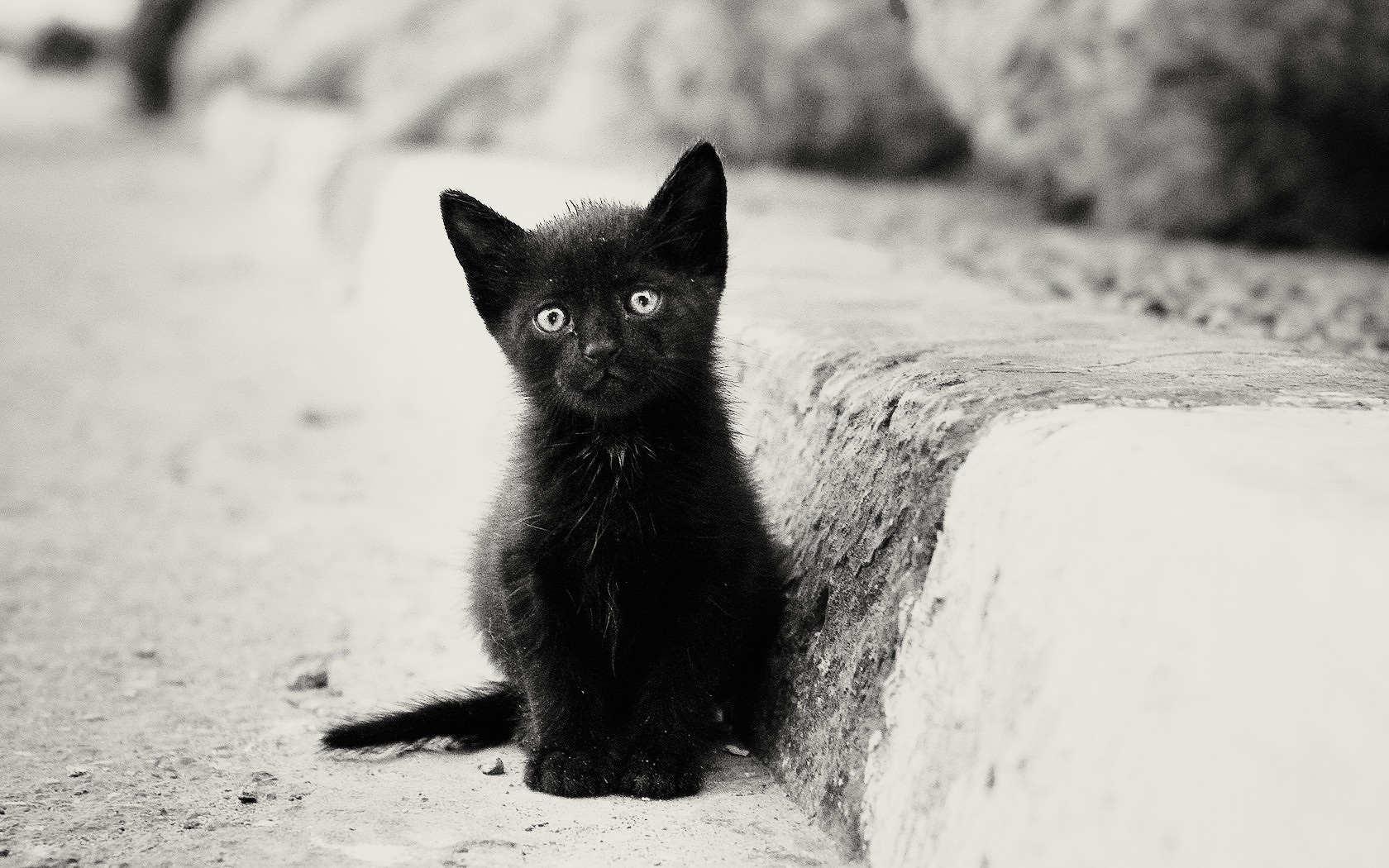 Black Kitten - HD Wallpaper 