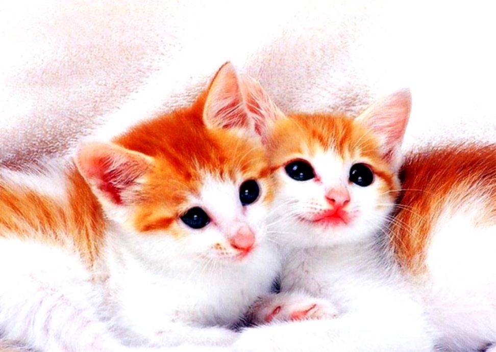 Best Cat Hd Images Download - HD Wallpaper 