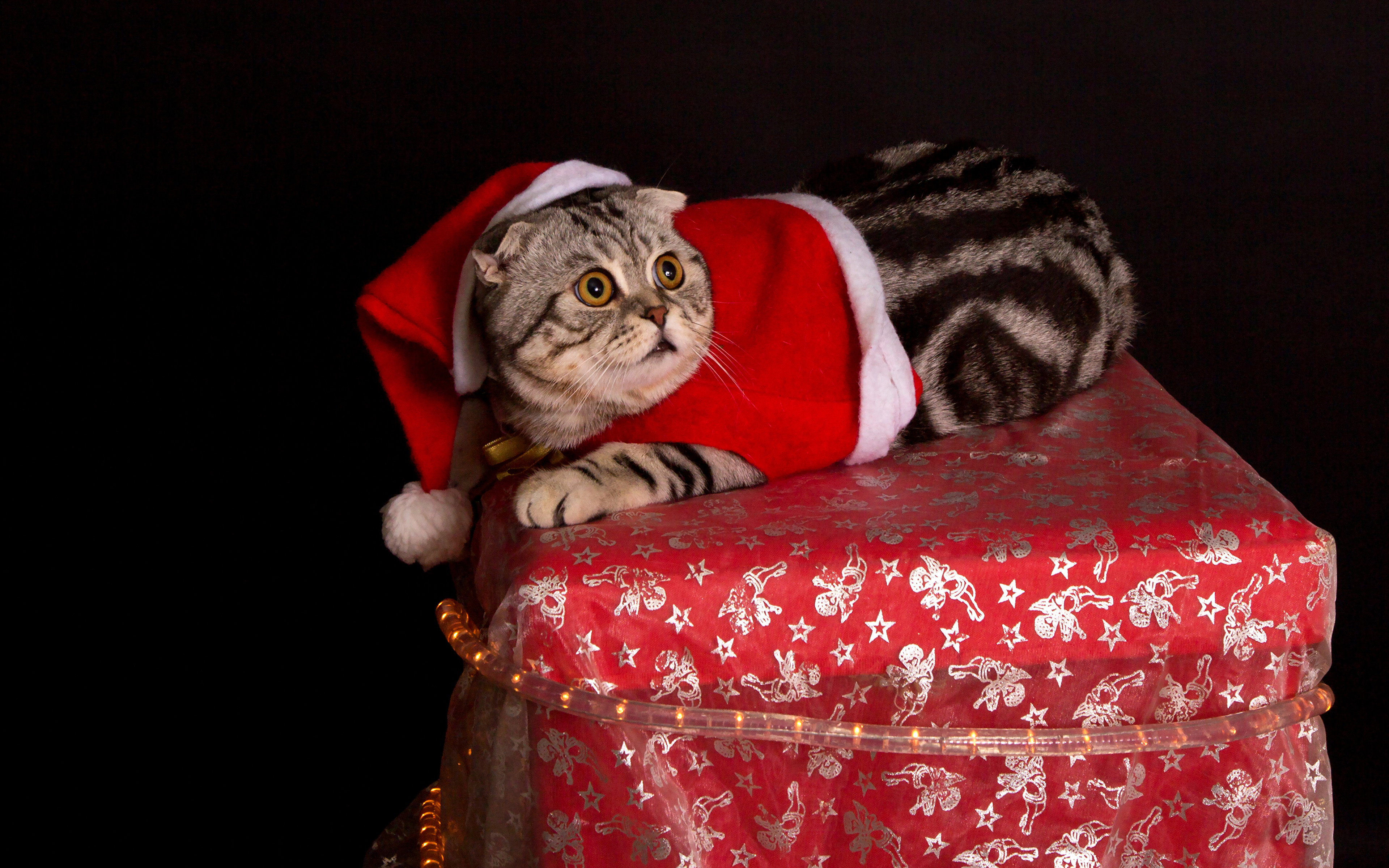 Cats Christmas Black Background - HD Wallpaper 