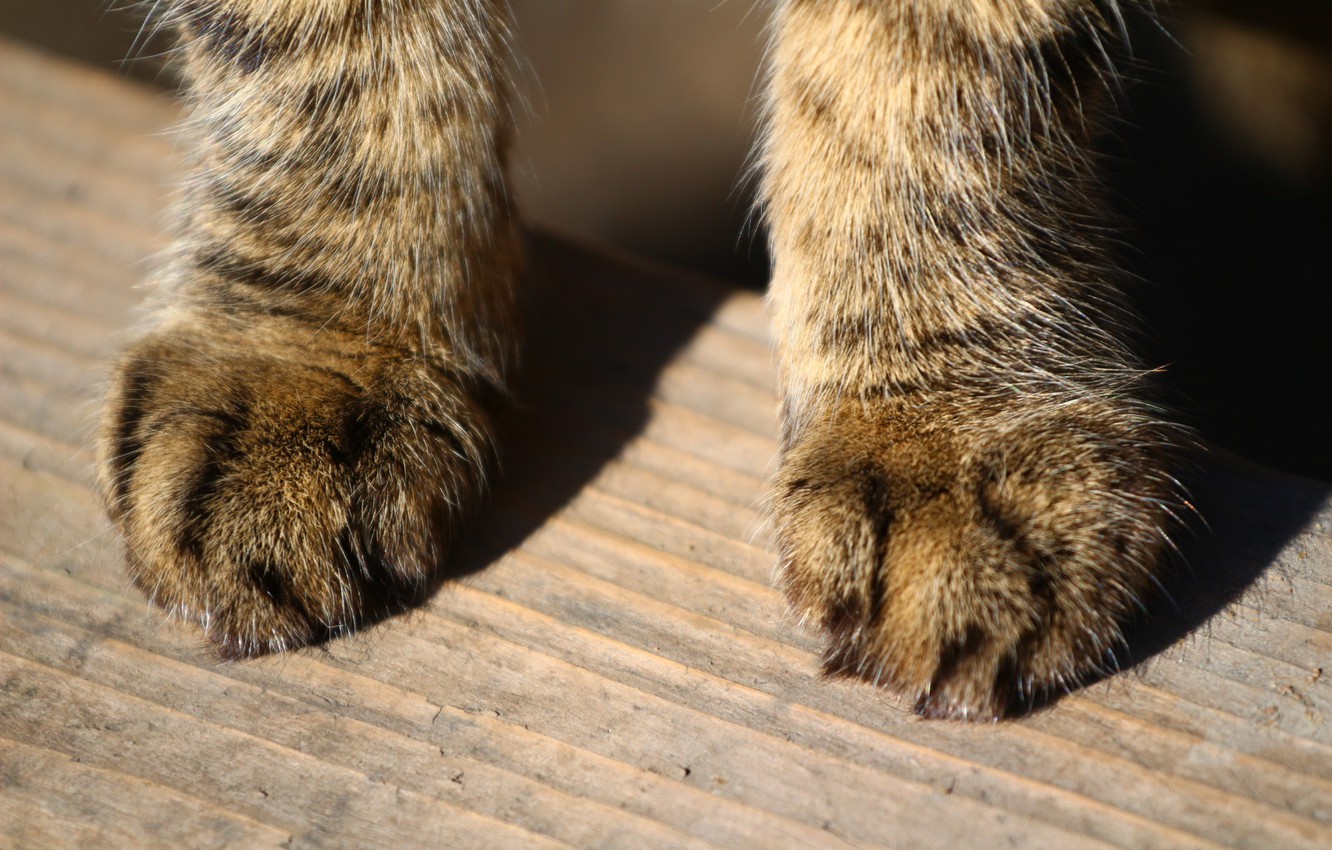 Photo Wallpaper Cat, Paws, Wool, Board - Domestic Short-haired Cat - HD Wallpaper 