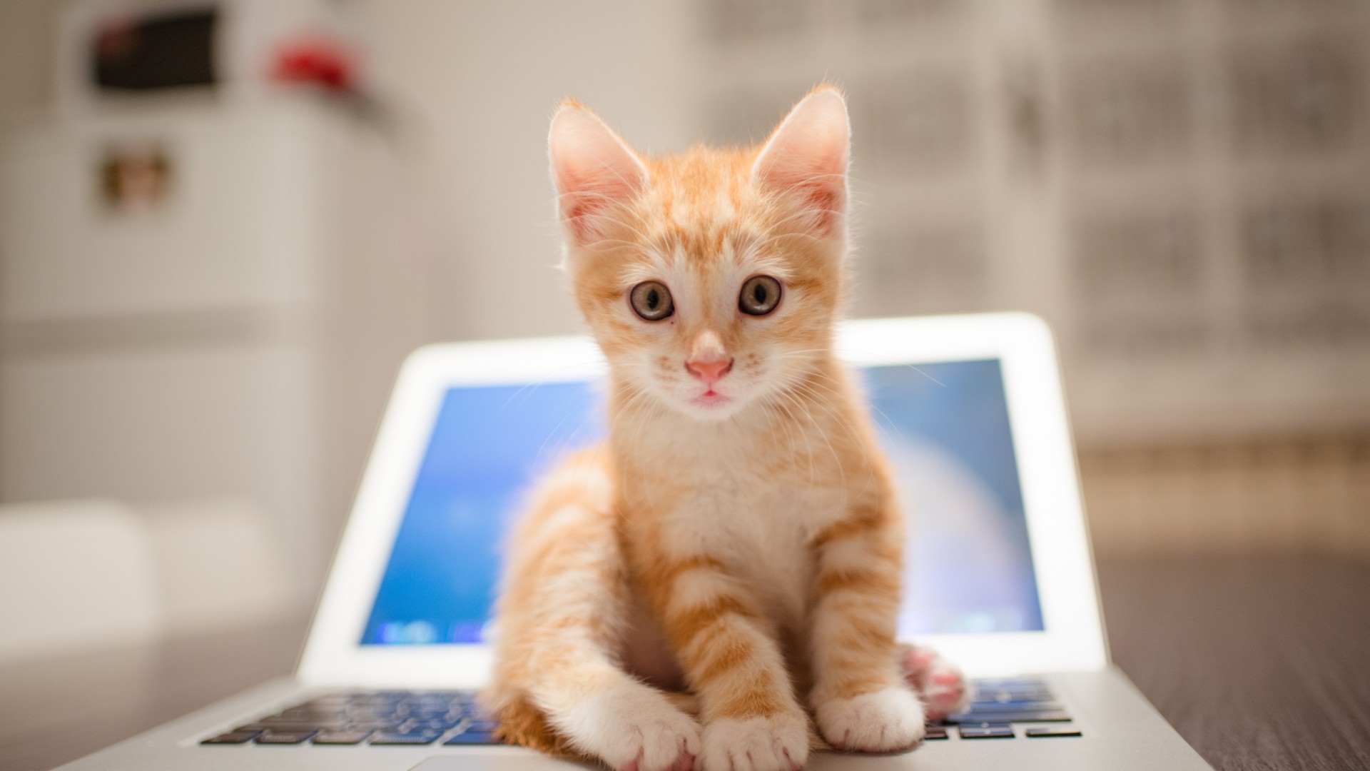 Cat Hd Wallpaper For Laptop - HD Wallpaper 