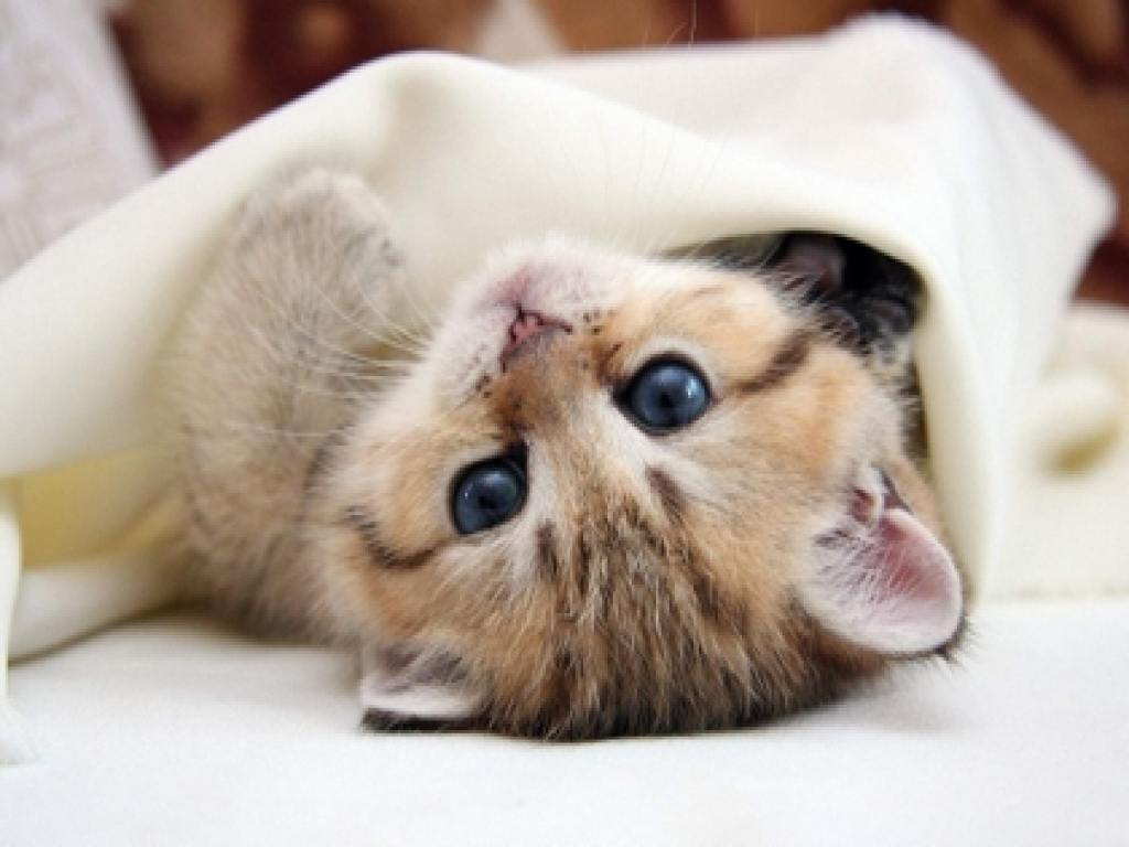 Cute Kittens Wallpapers For Laptop - HD Wallpaper 