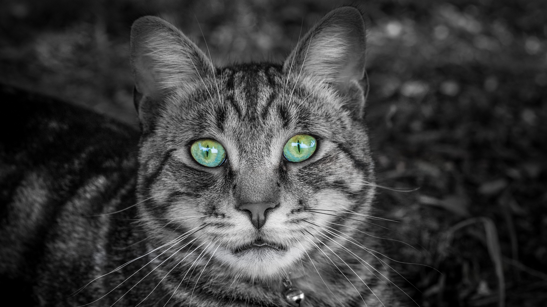 Wallpaper Cat, Face, Green-eyed, Bw, Striped - Cat Face 4k - HD Wallpaper 