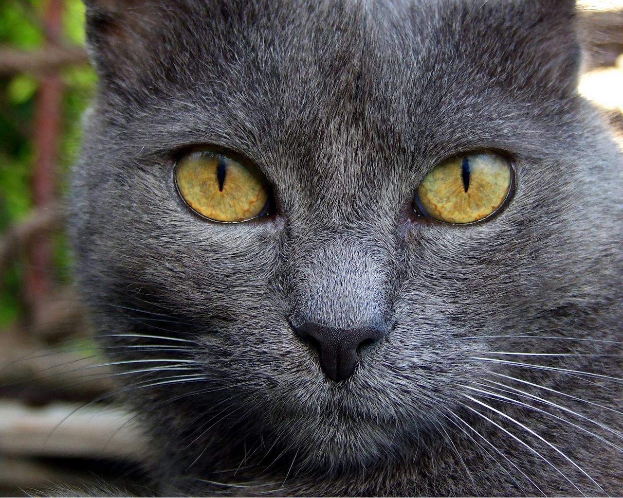 Dark Gray Cat With Yellow Eyes - HD Wallpaper 