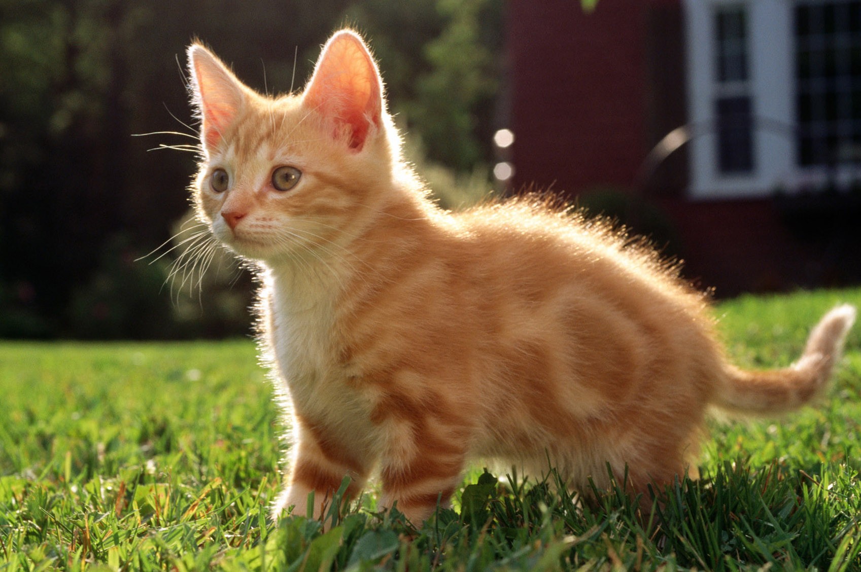 Cat - HD Wallpaper 