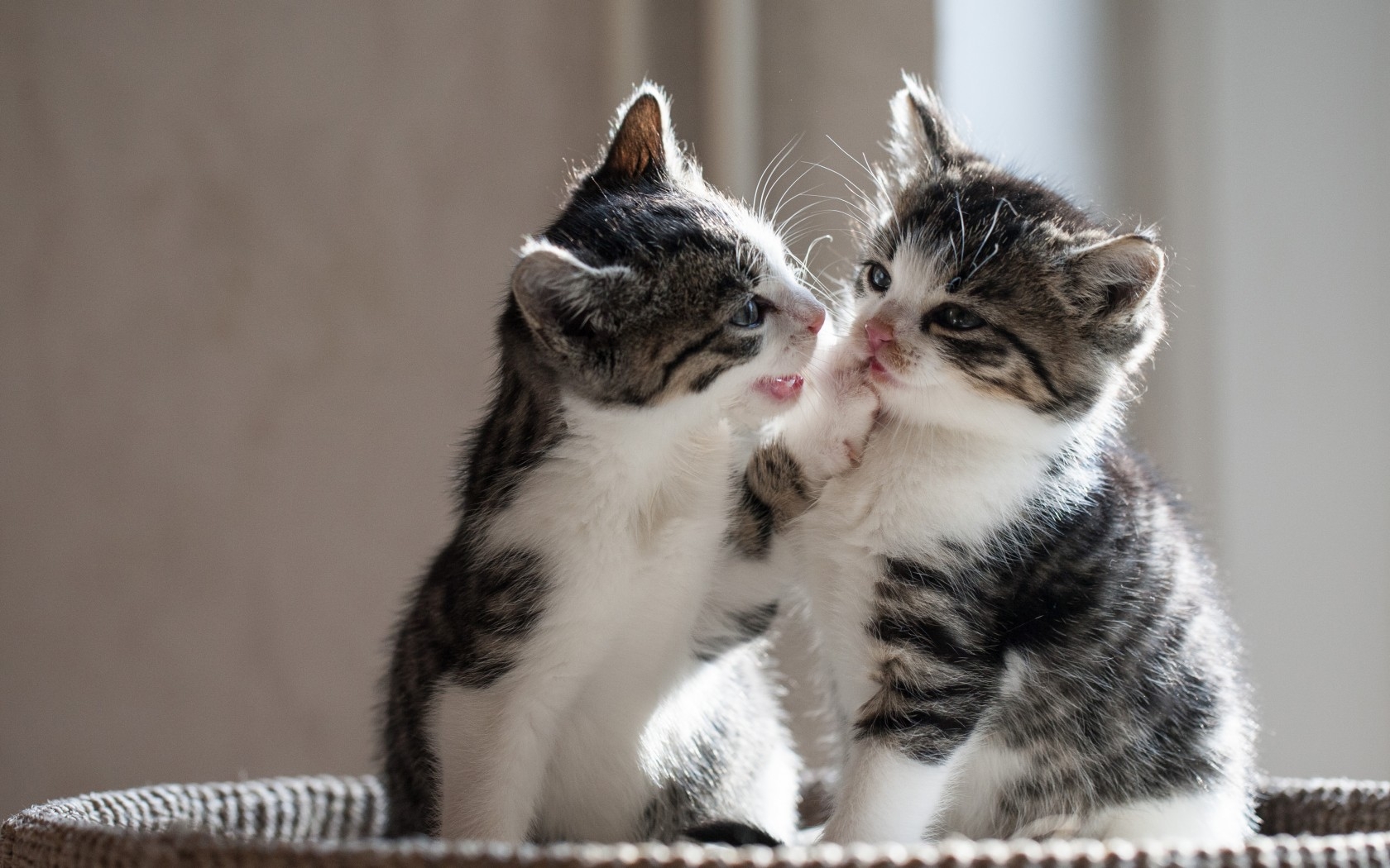 Cute Cat Couple Images Download - 1680x1050 Wallpaper Cute Cat Couple Images Download - 1680x1050 Wallpaper