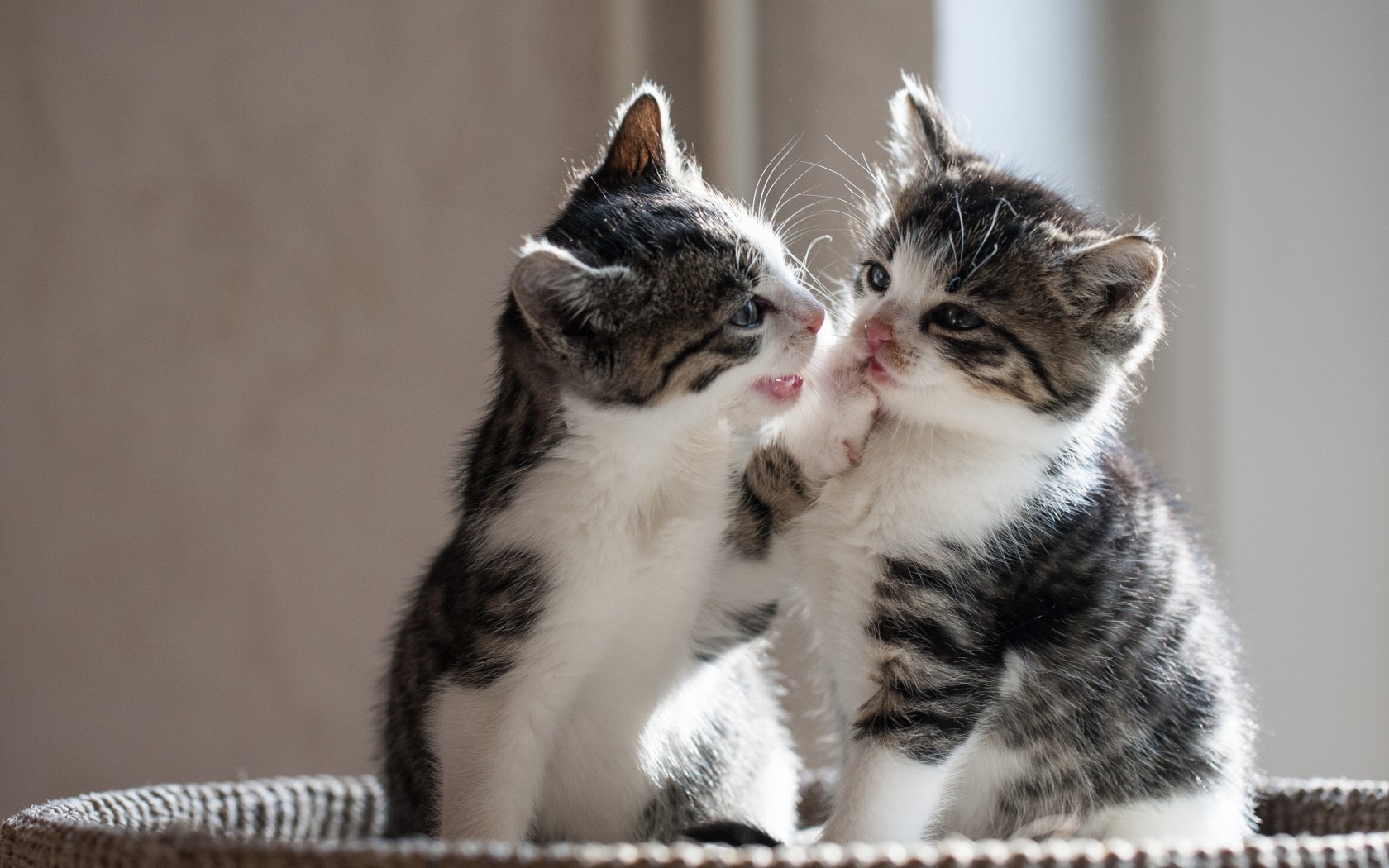 Cute Cat Couple Images Download - HD Wallpaper 