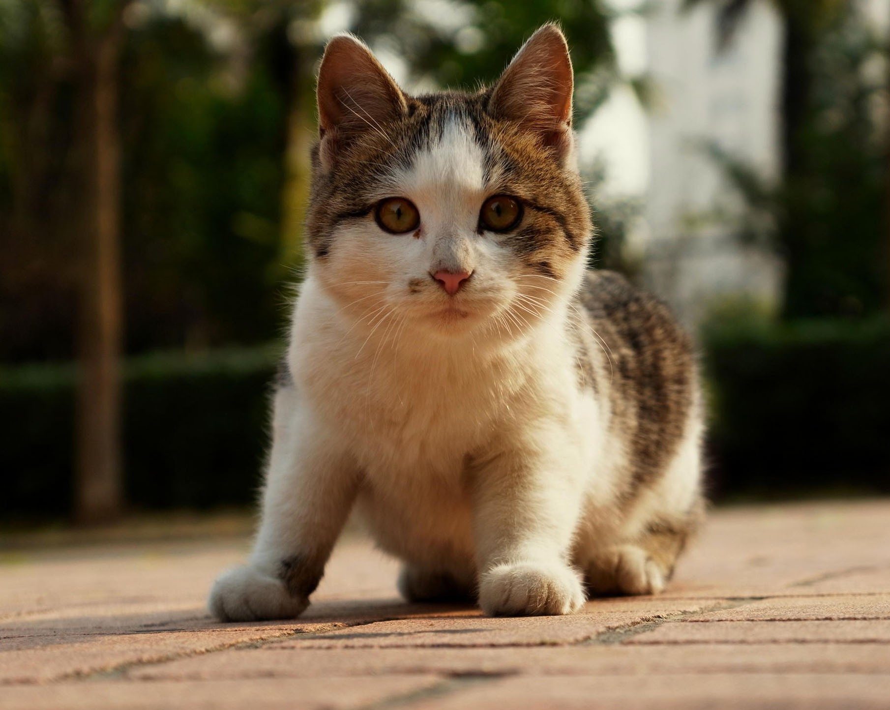 Domestic Short-haired Cat - HD Wallpaper 